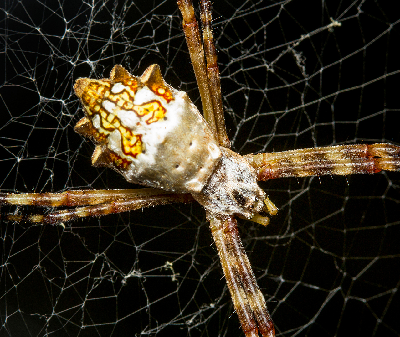 Silver Argiope Barbados