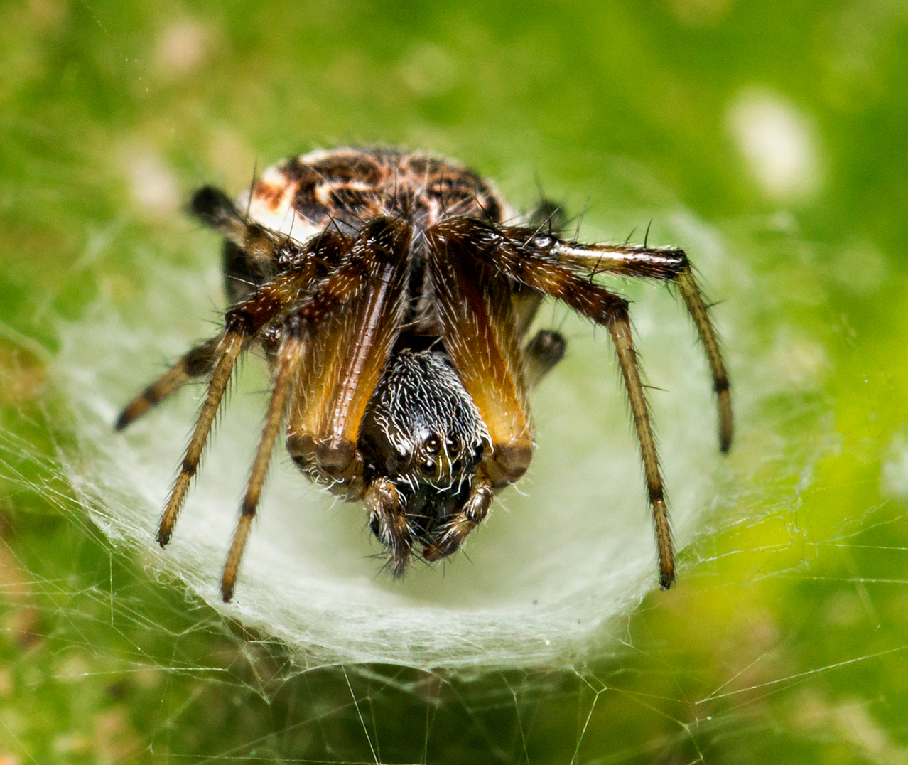 Garden Orb Weaver Barbados