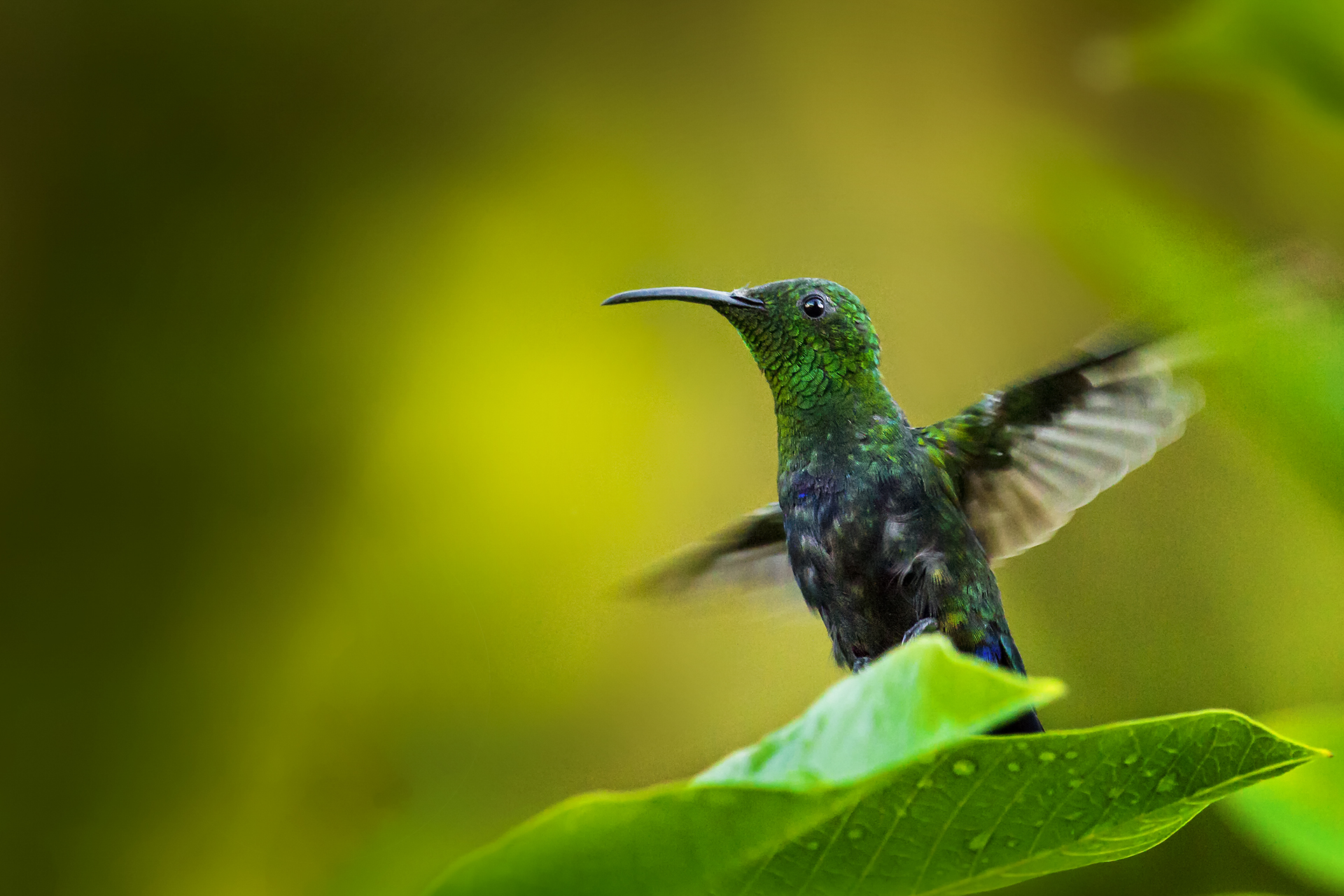 Green-Throated Carib Barbados