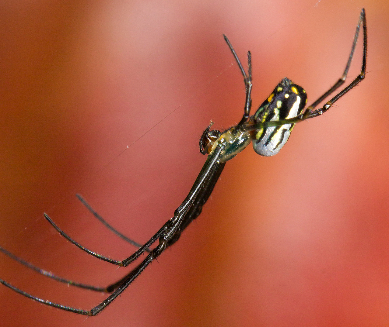 Orchard Spiders Barbados