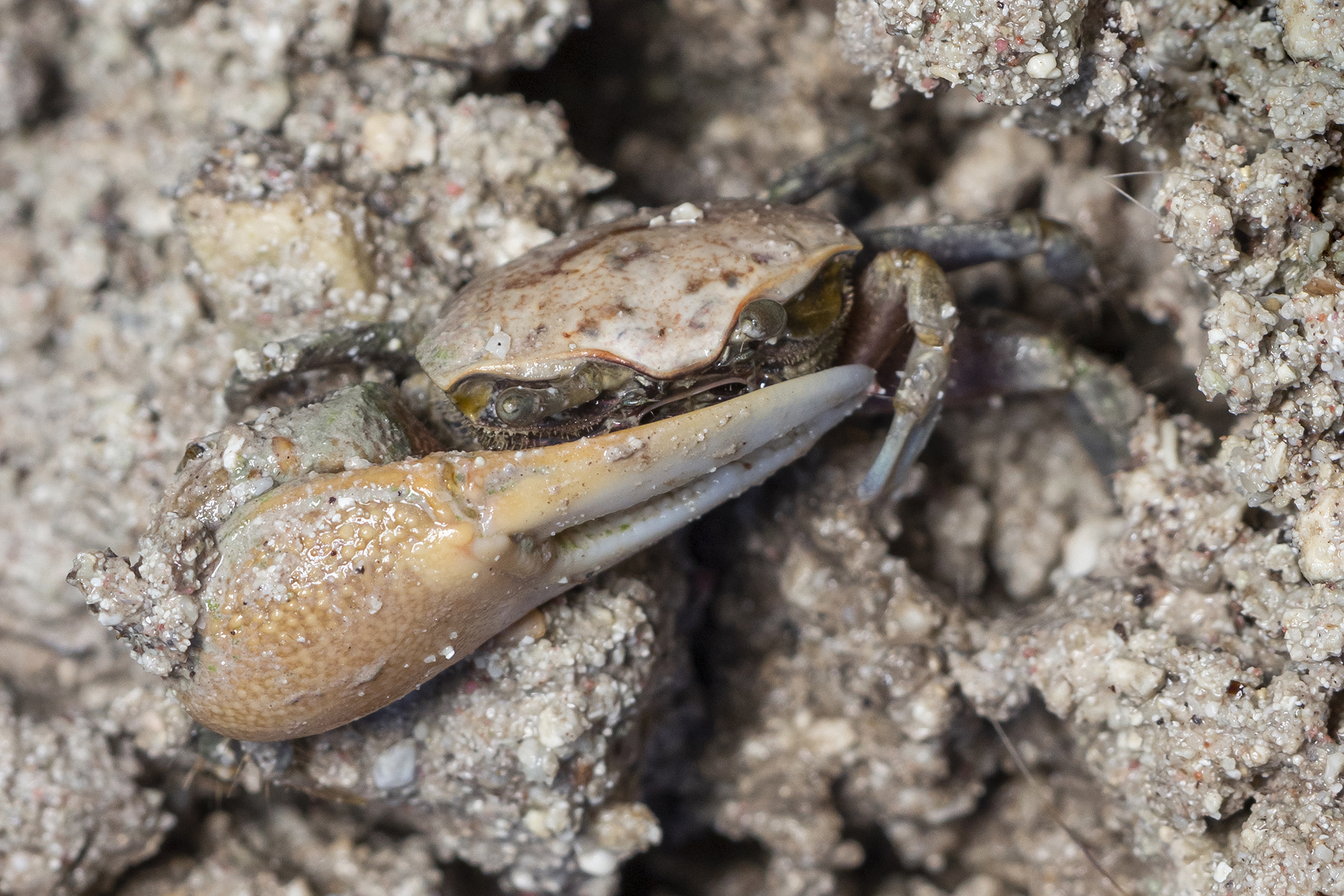 Mudflat Fiddler Crab Barbados