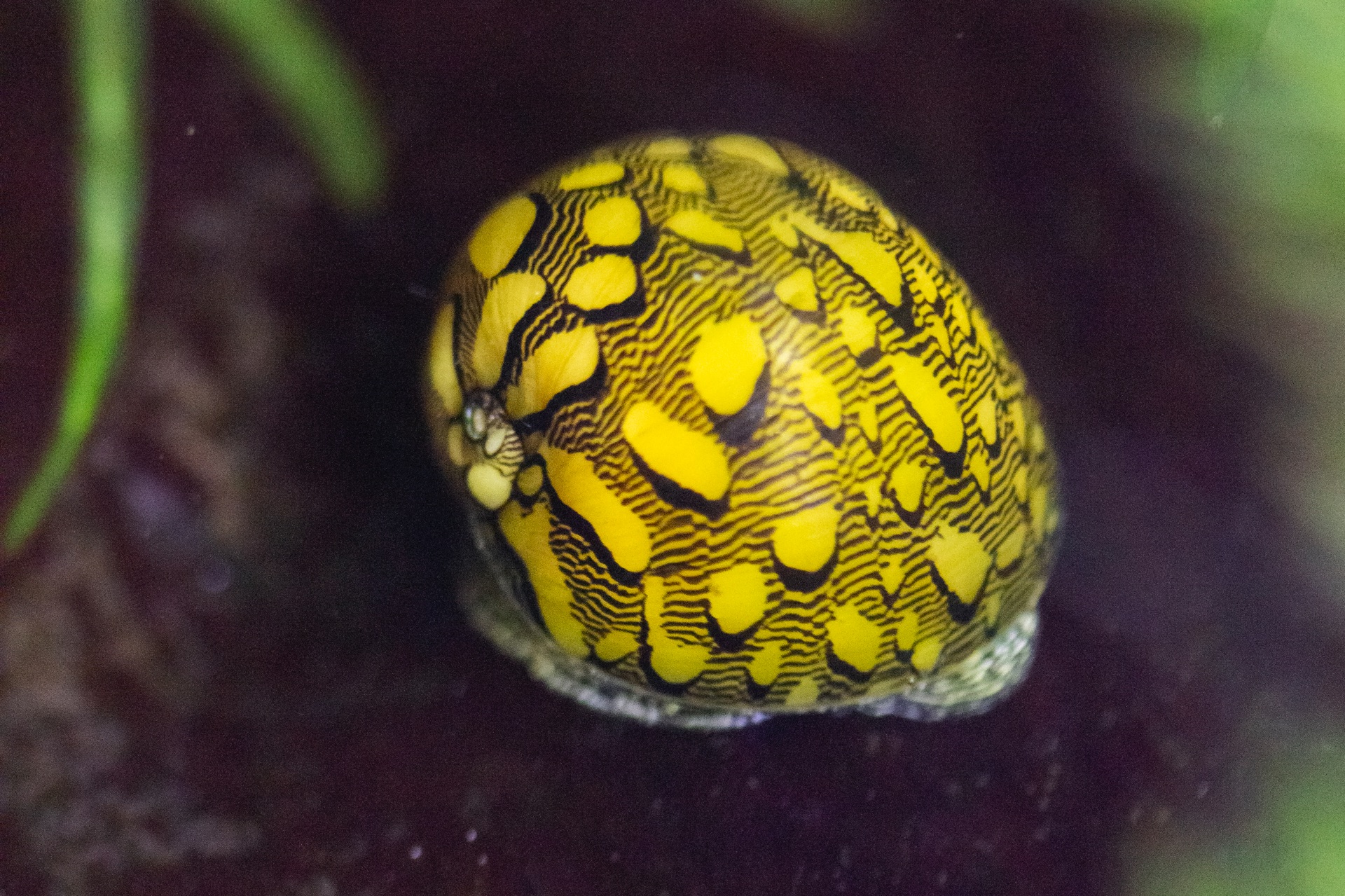 Virgin Nerite Snail Barbados