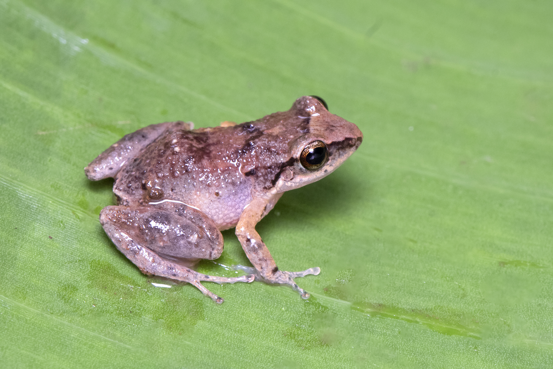 Barbados Whistling Frog Barbados