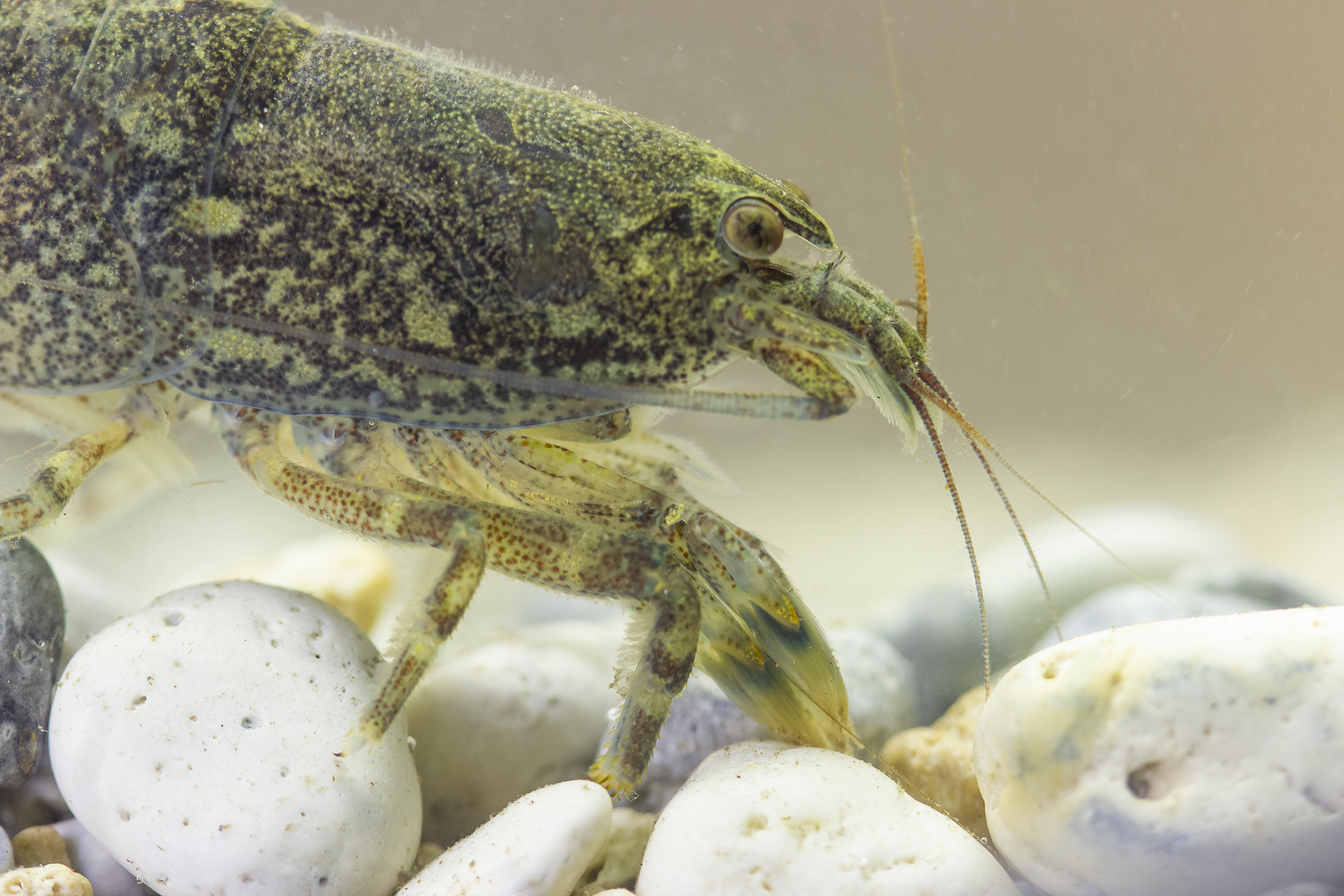 Bamboo Shrimp Barbados
