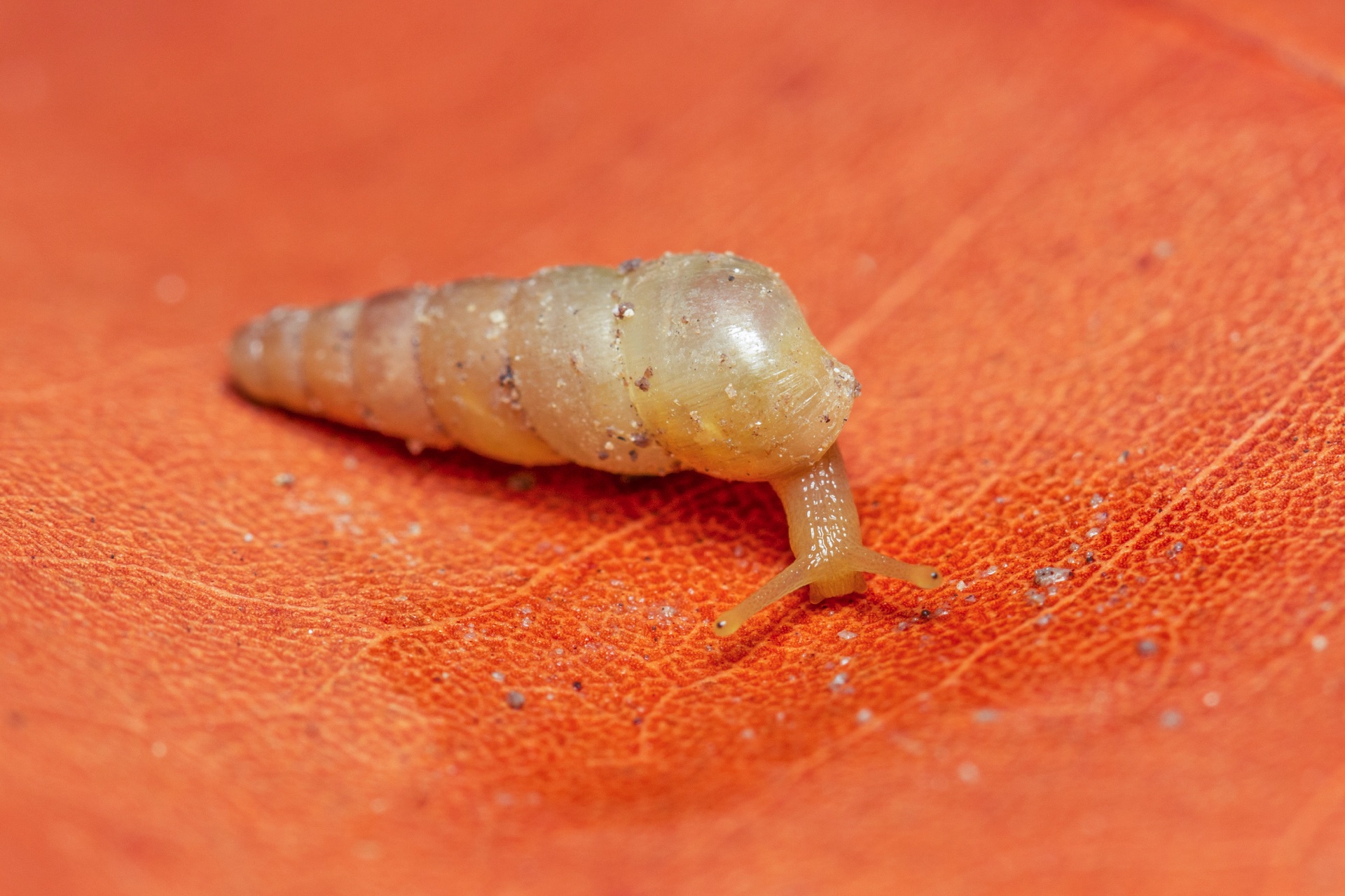 Awl Snails Barbados