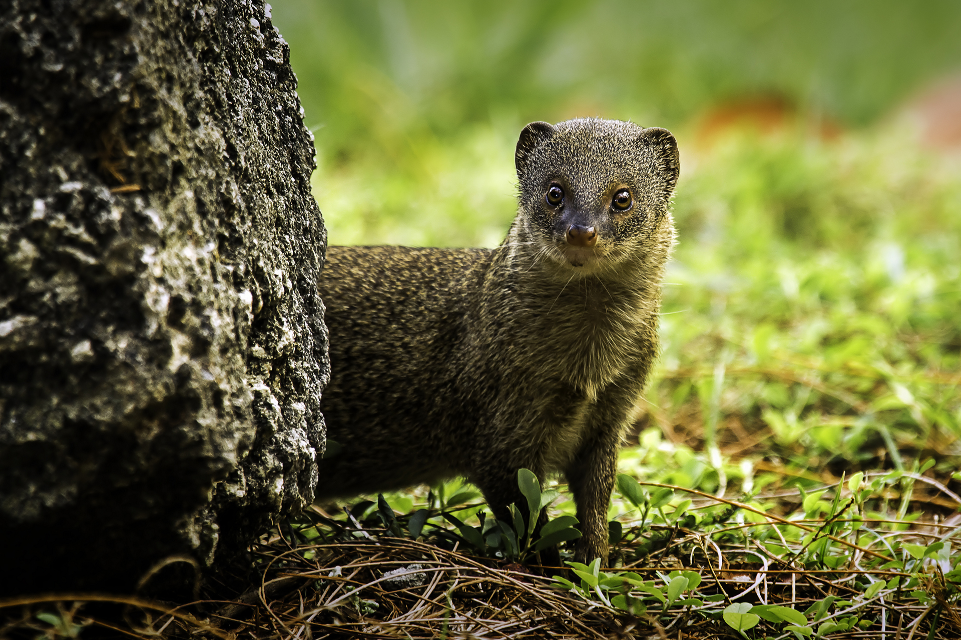 Mongoose Barbados