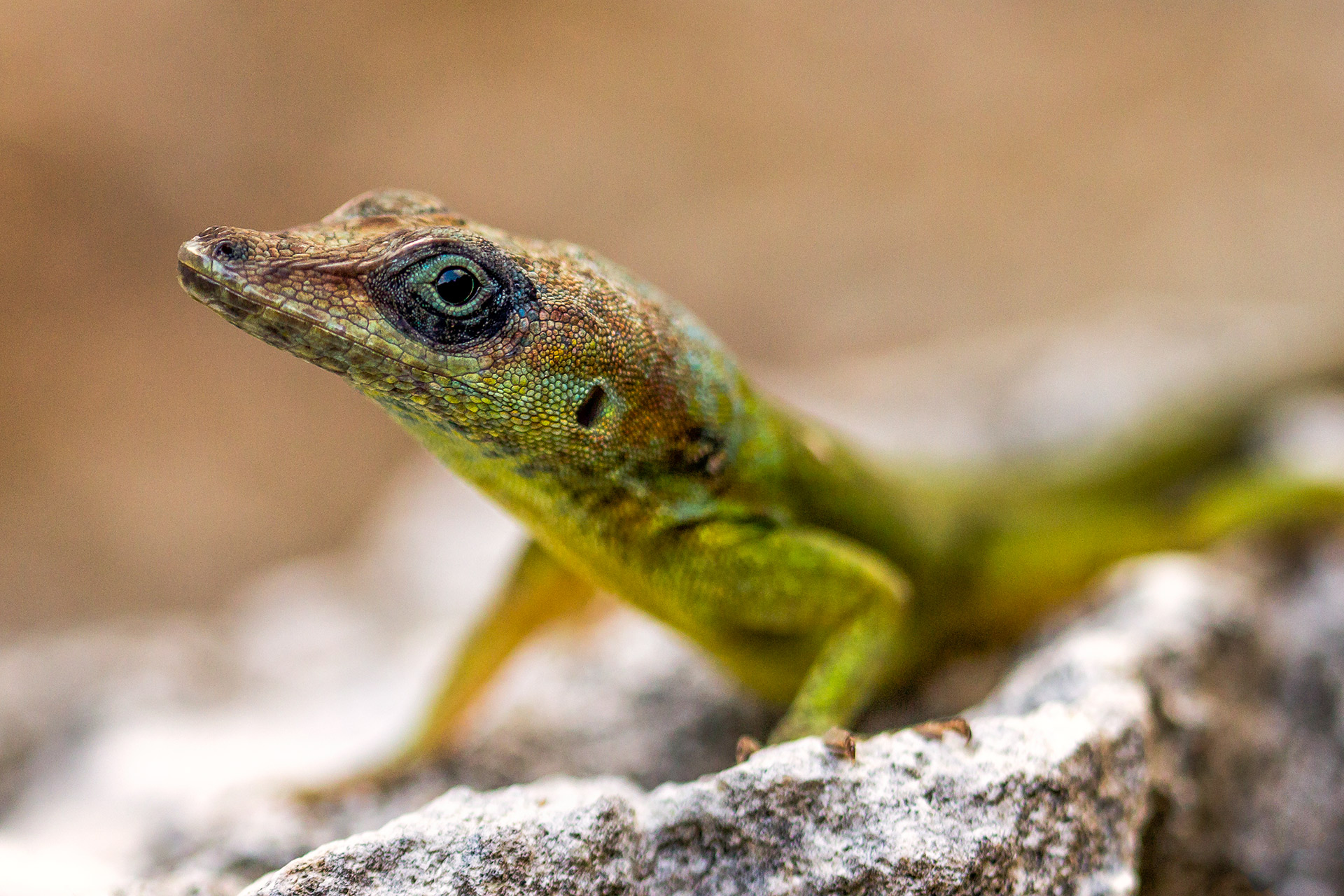 Green Anole Barbados