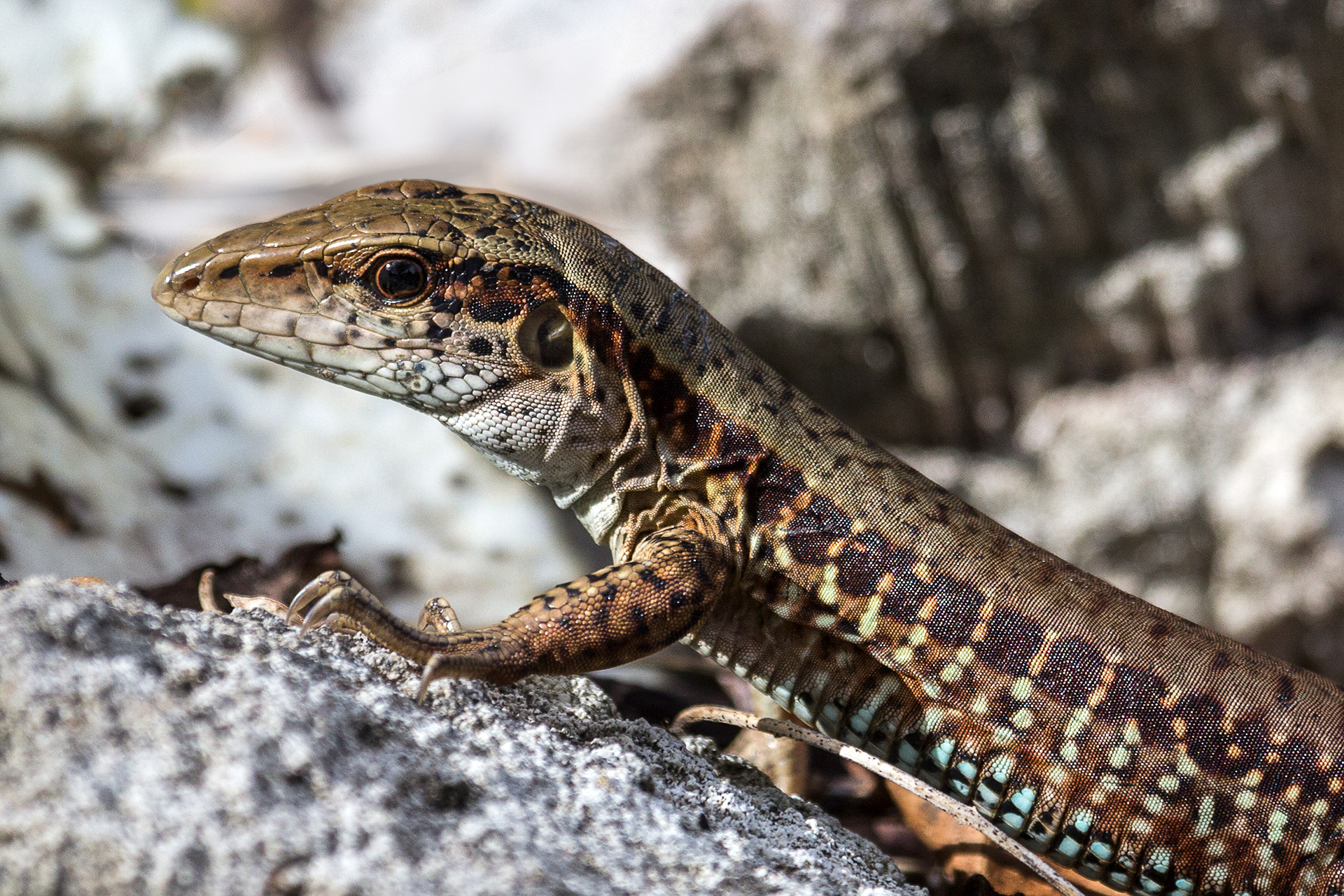 Ameiva Barbados