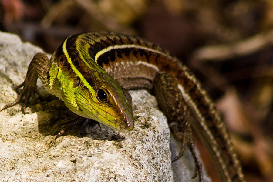 Kentropyx Barbados