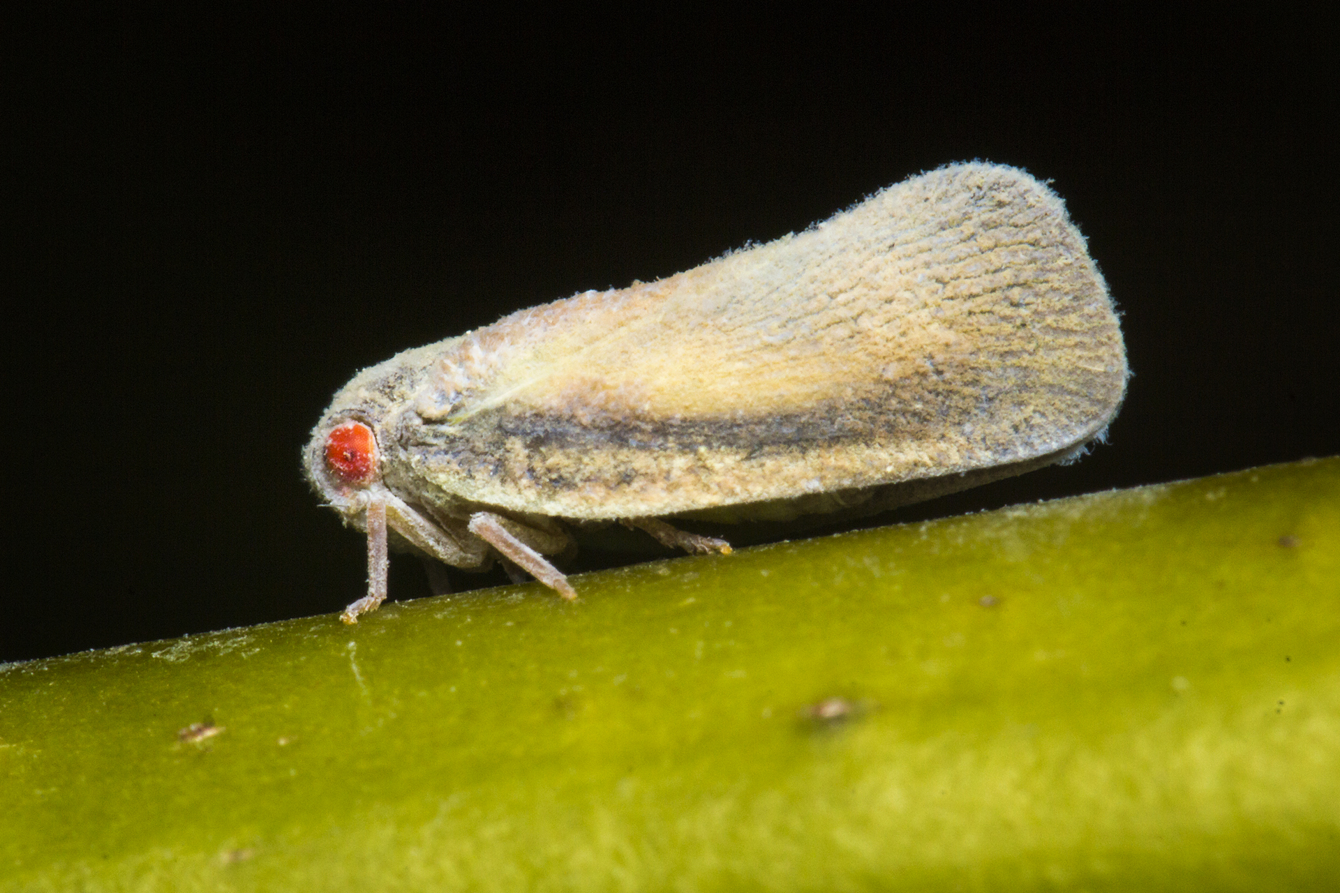 Planthopper Barbados