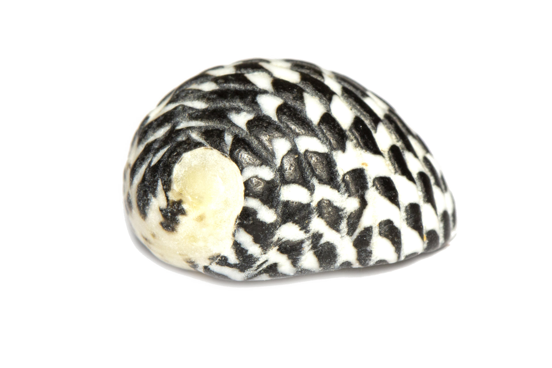 Checkered Nerite Barbados