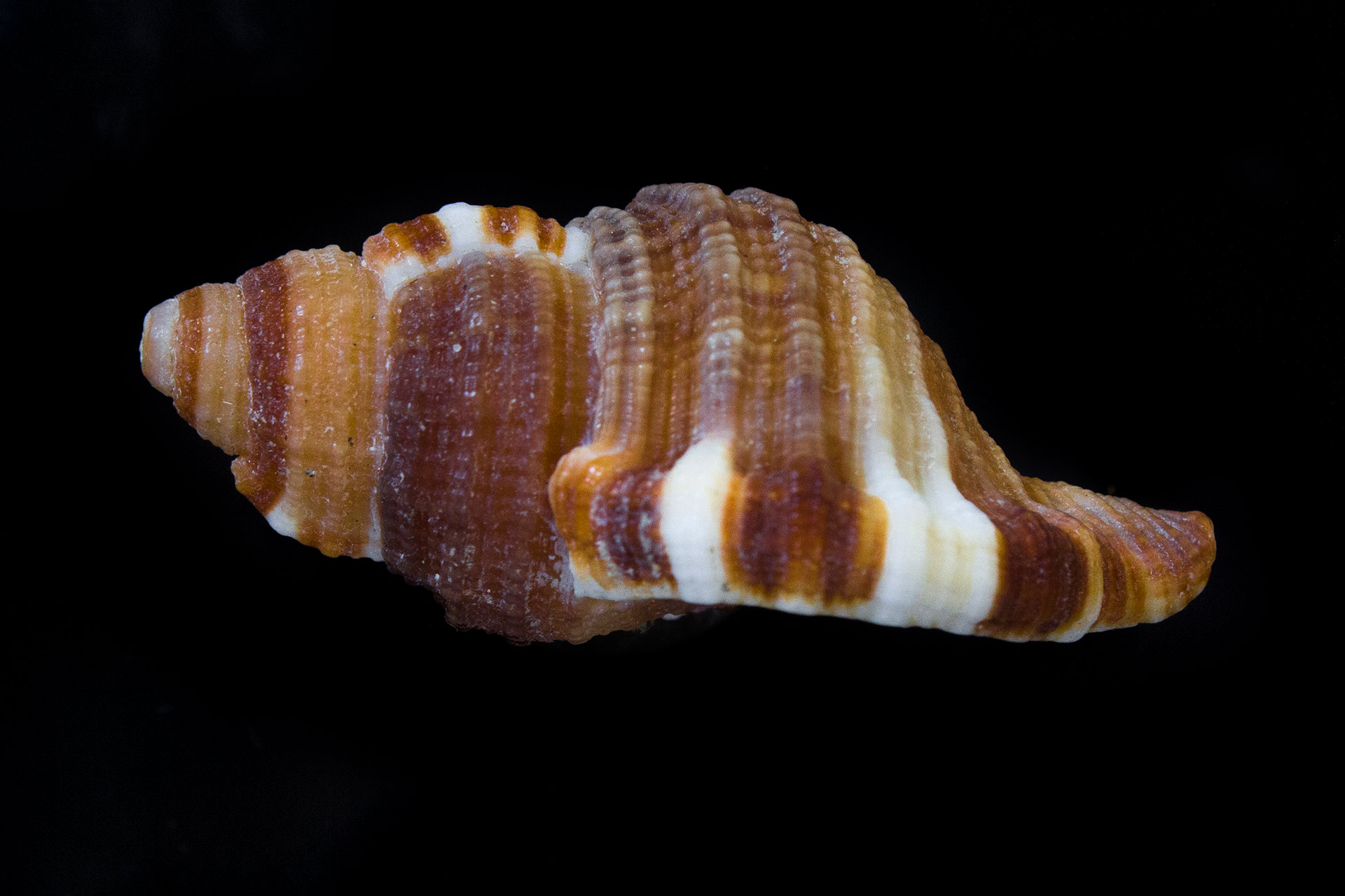 Common Hairy Triton Barbados