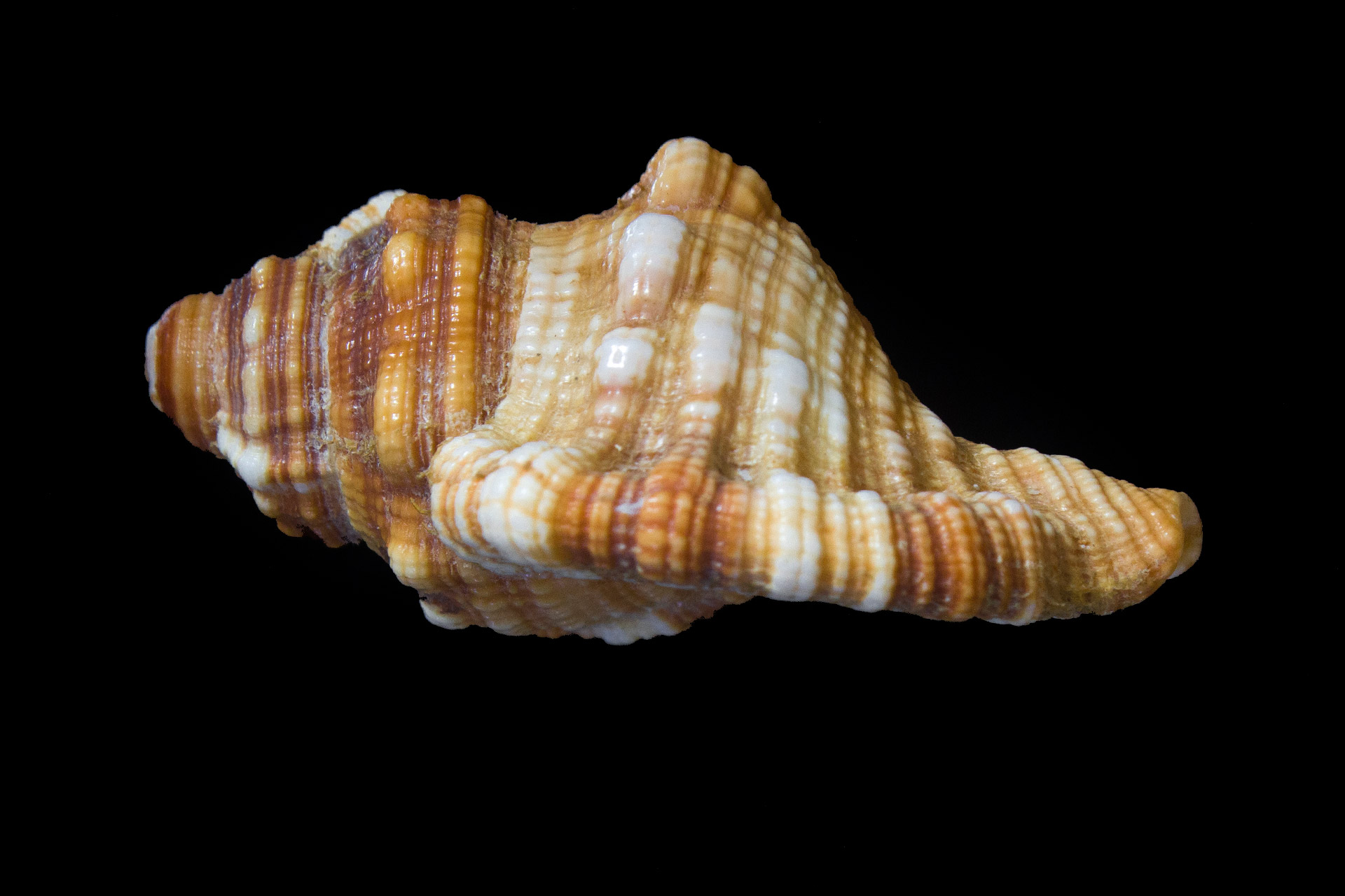 Cosmopolitan Hairy Triton Barbados