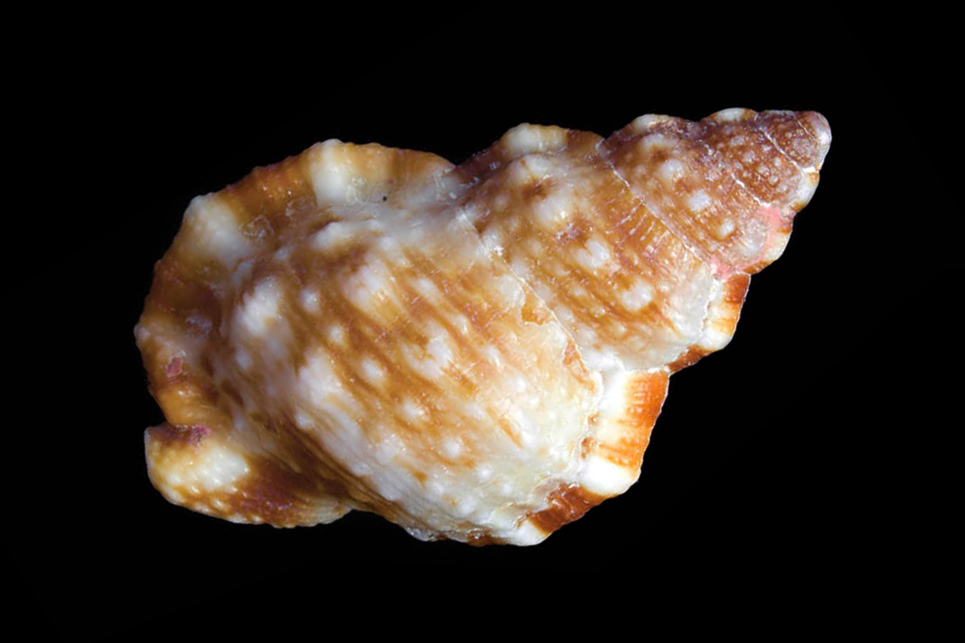 Granular Frog shell Barbados
