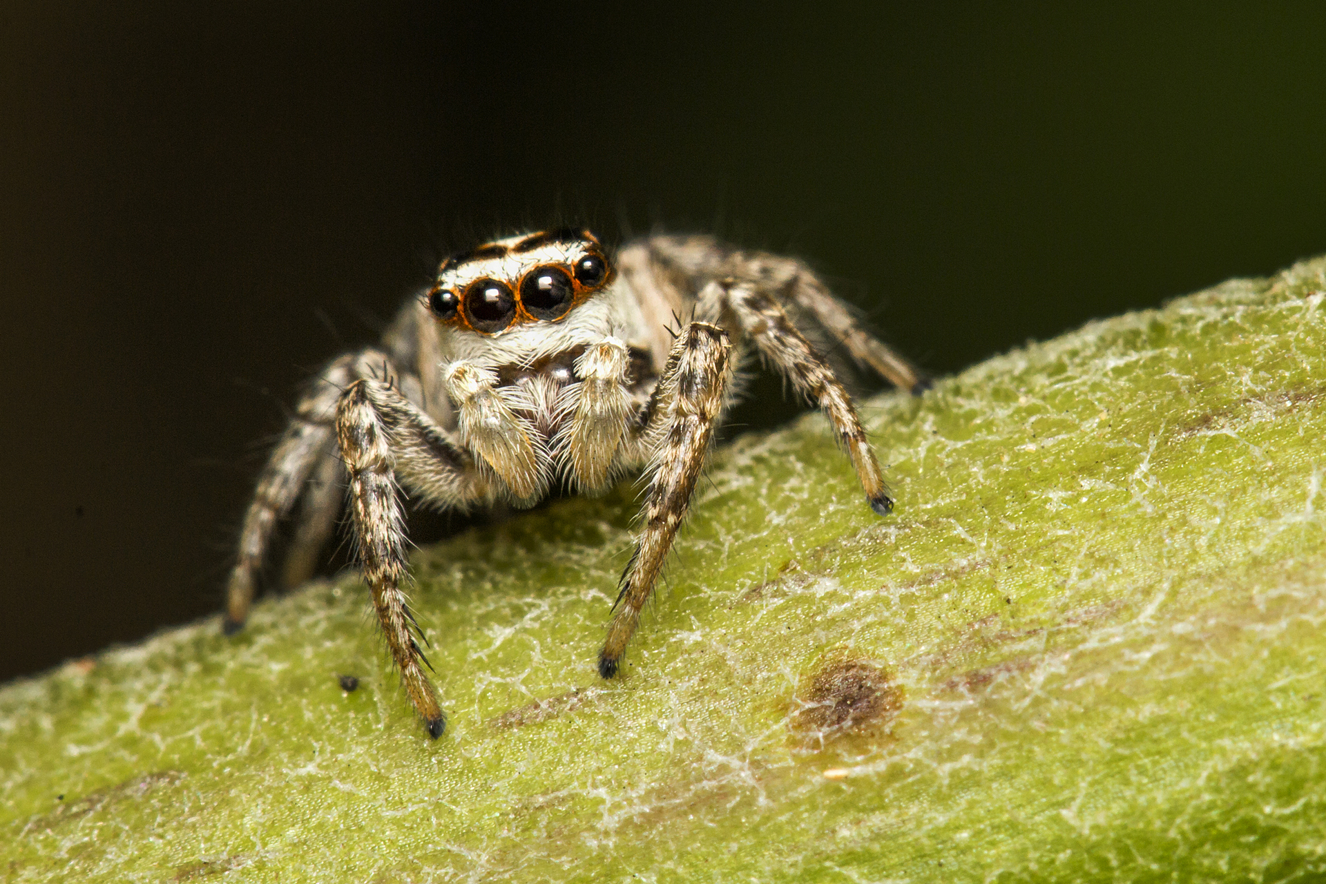 Plexippus Jumping Spider Barbados
