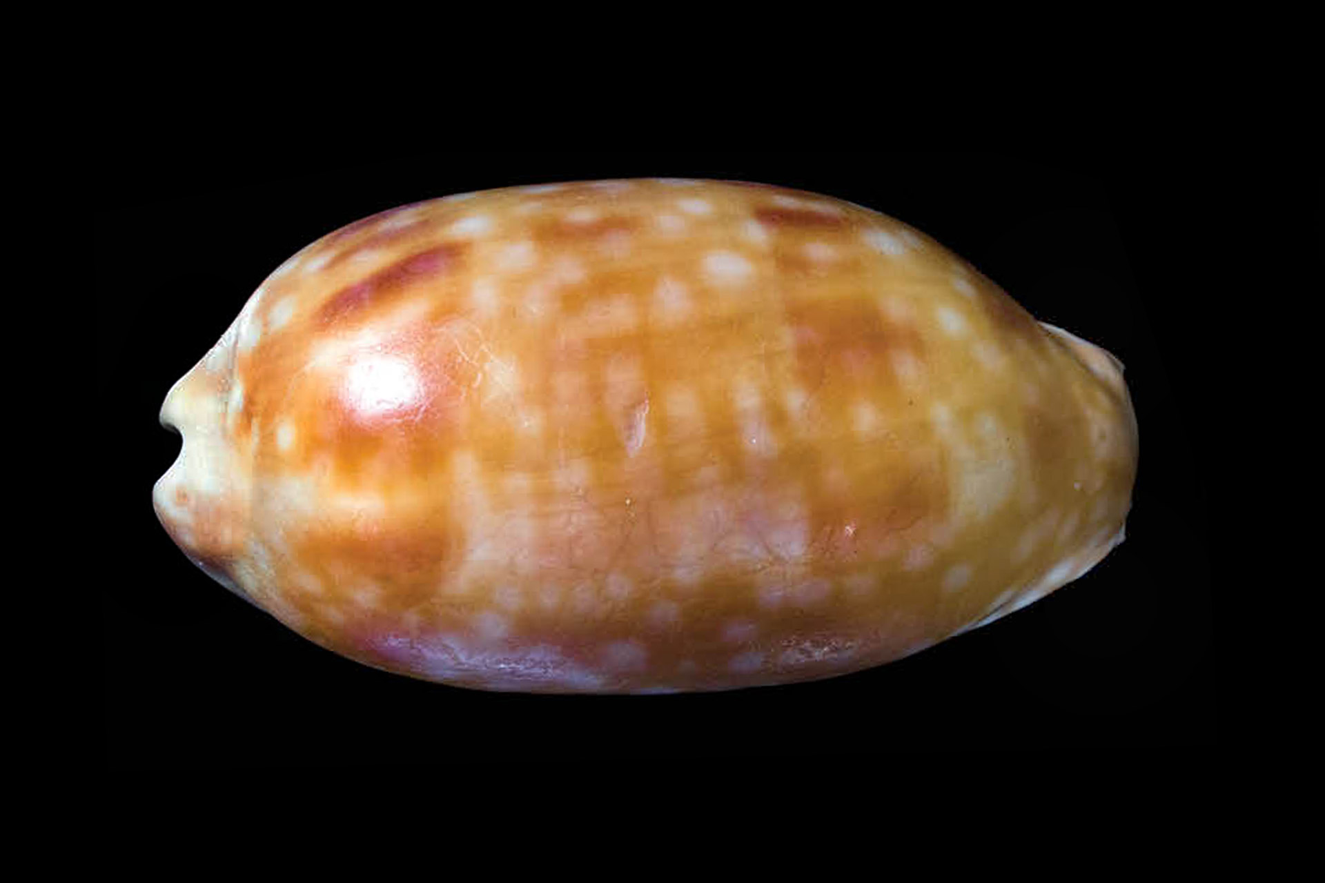 Measled Cowrie Barbados