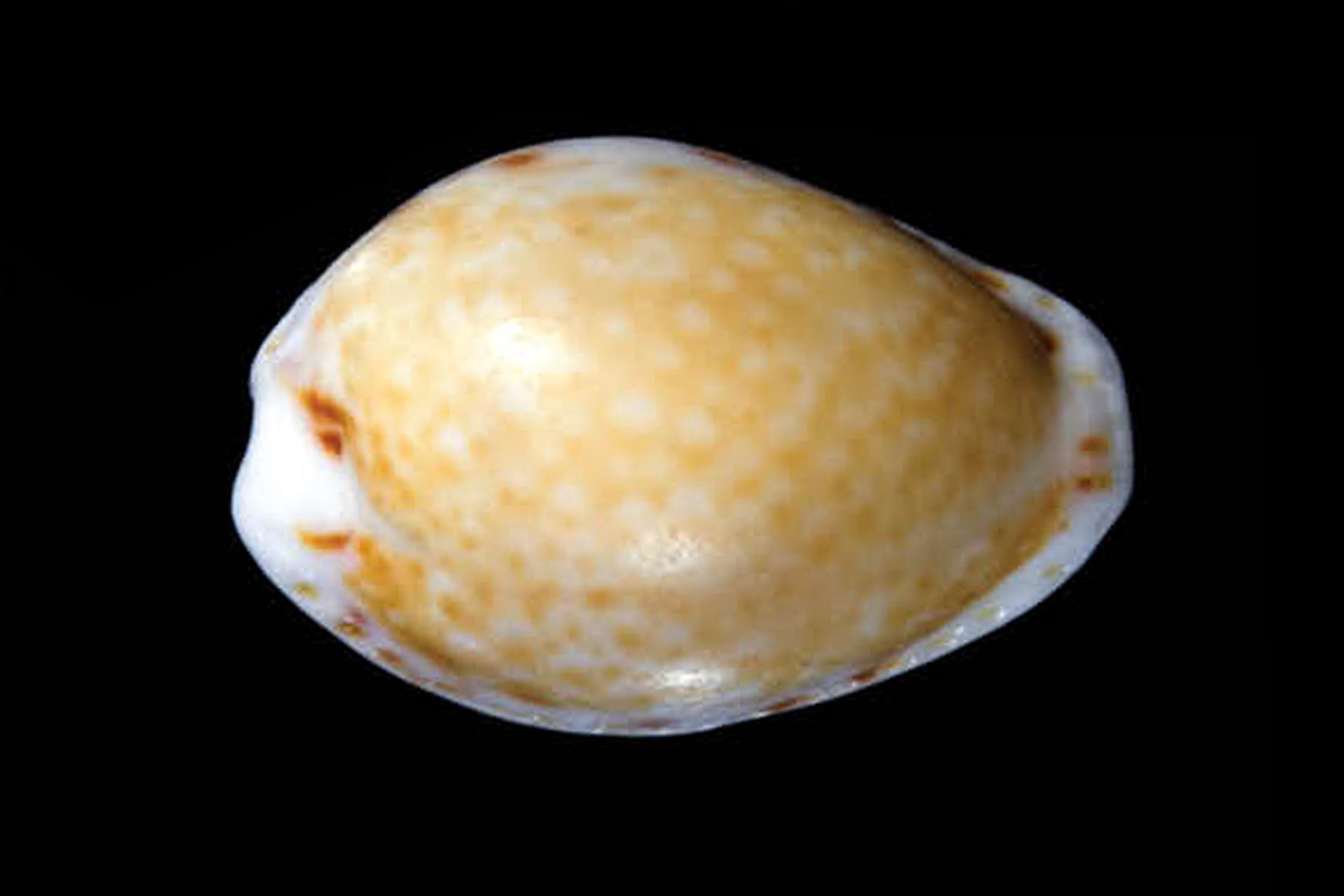 Atlantic Yellow Cowrie Barbados
