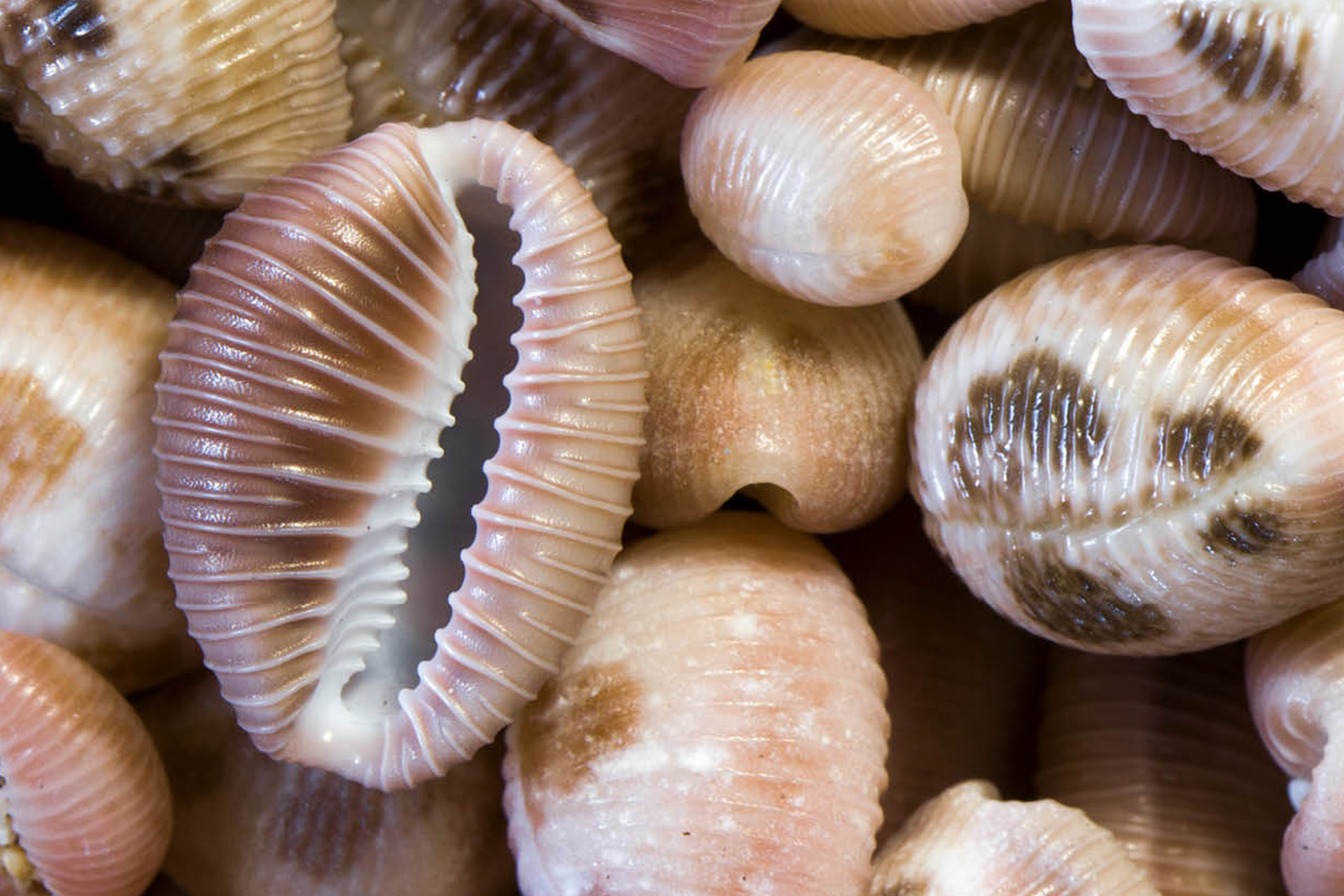 False Cowries Barbados