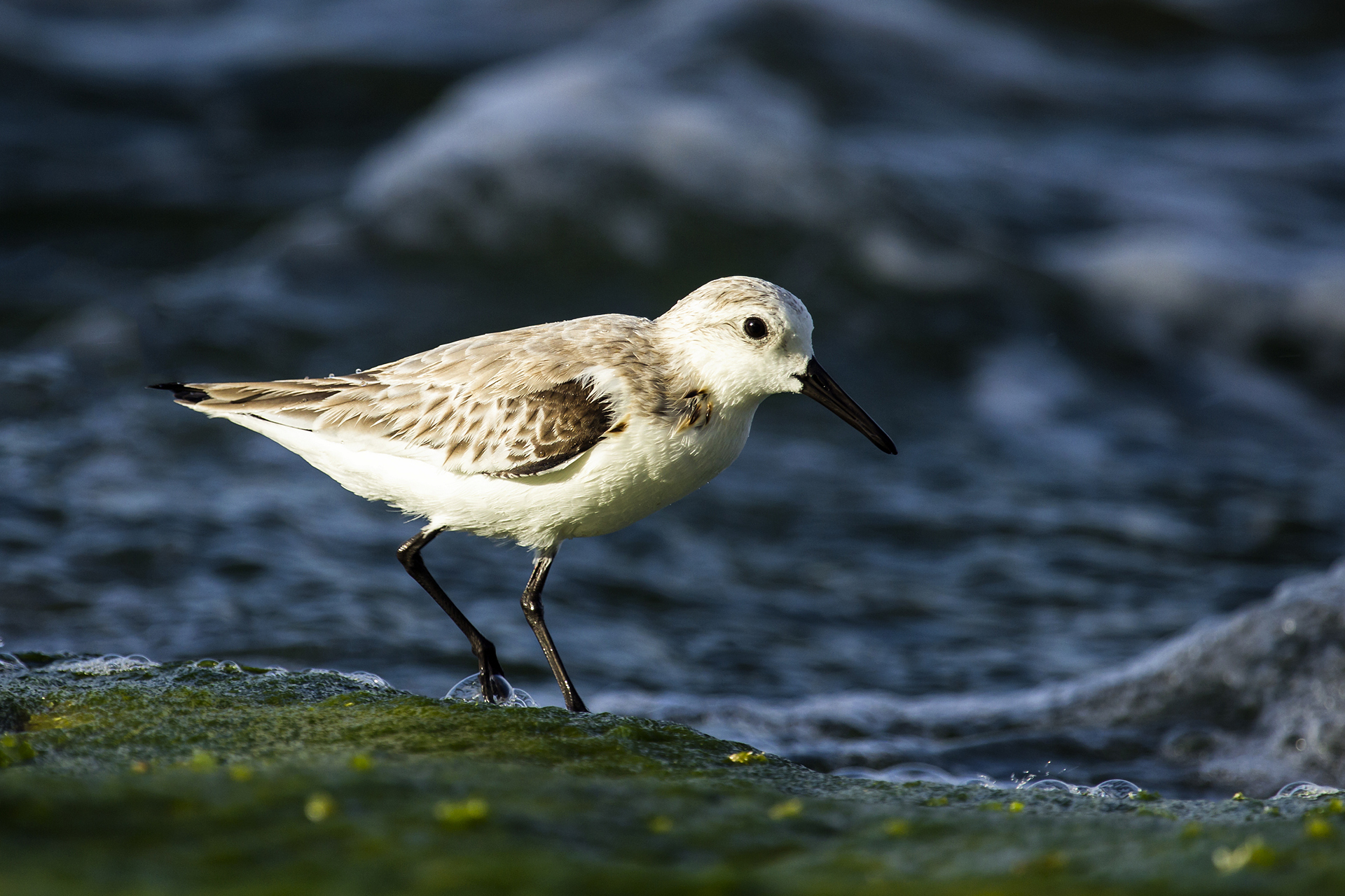 Sanderling Barbados