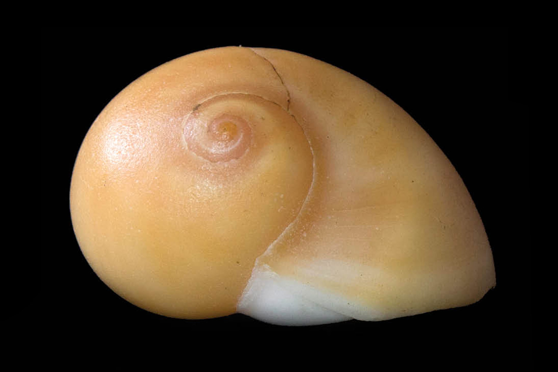 Brown Moon Snail Barbados
