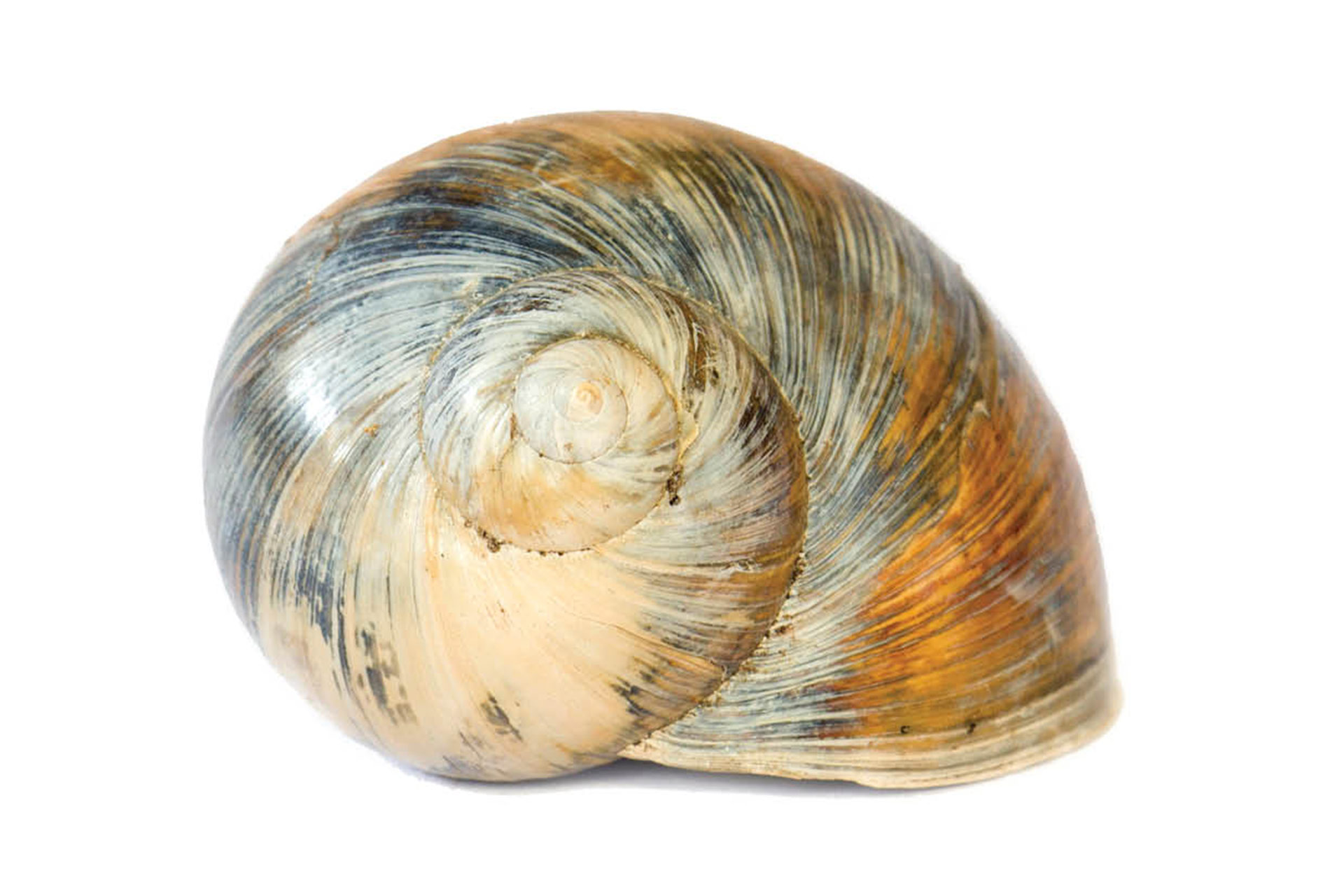 Morrocan  Moon Snail Barbados