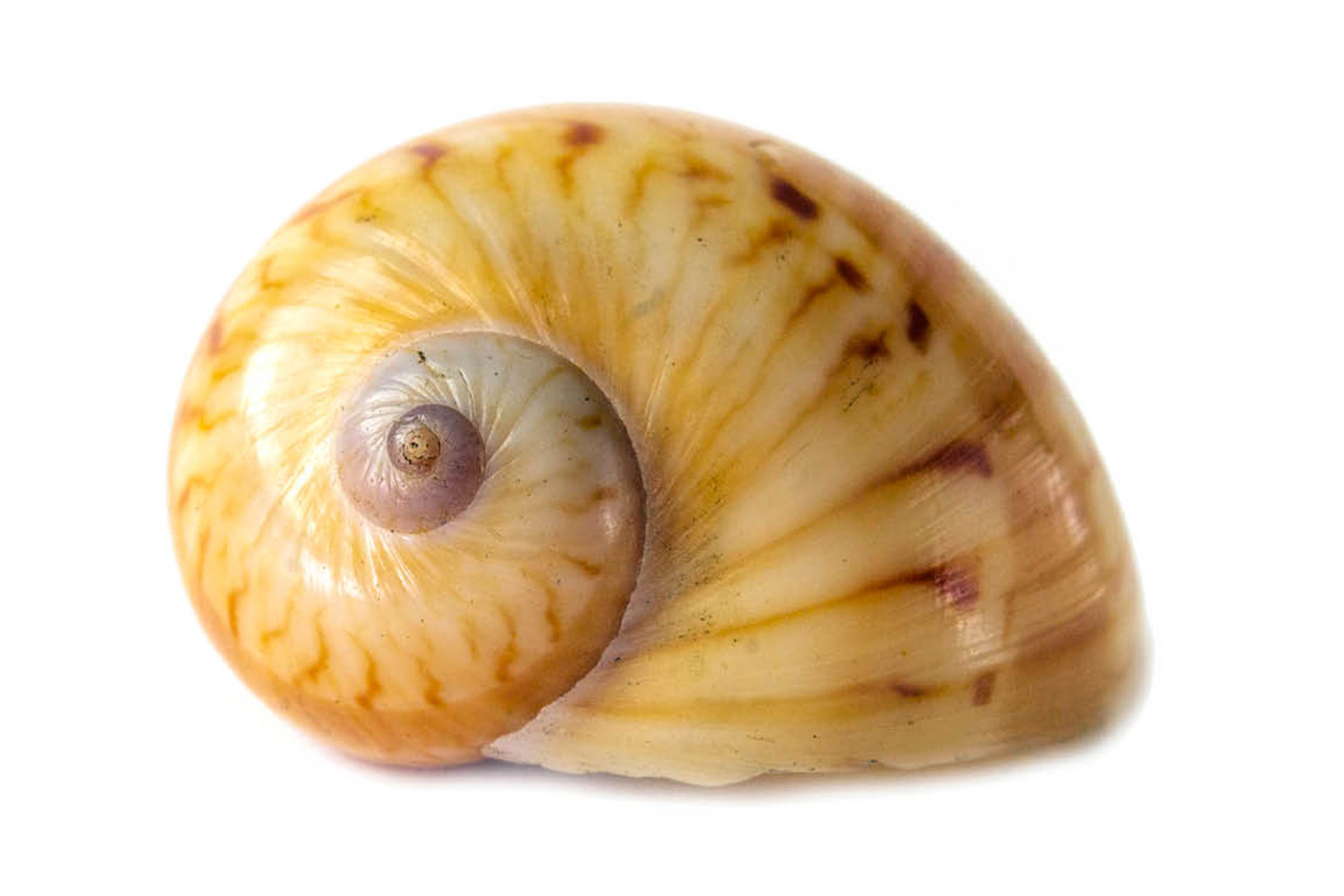 Colourful Atlantic Moon Snail Barbados