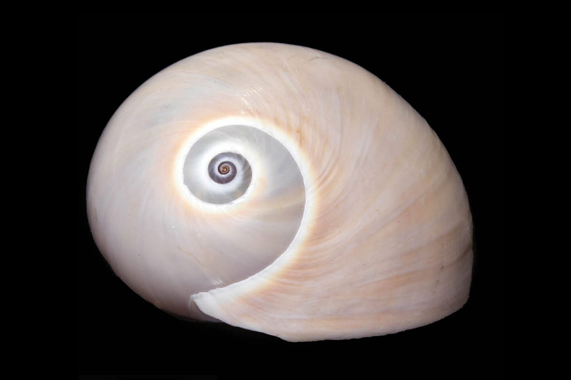 Sharks Eye Moon Snail Barbados