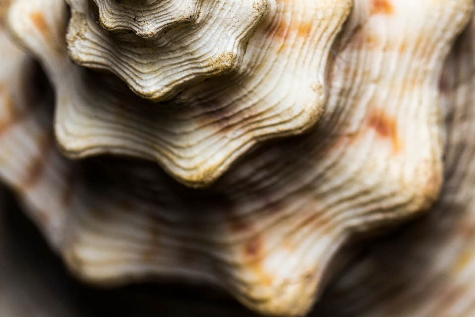 Conch Shell Barbados