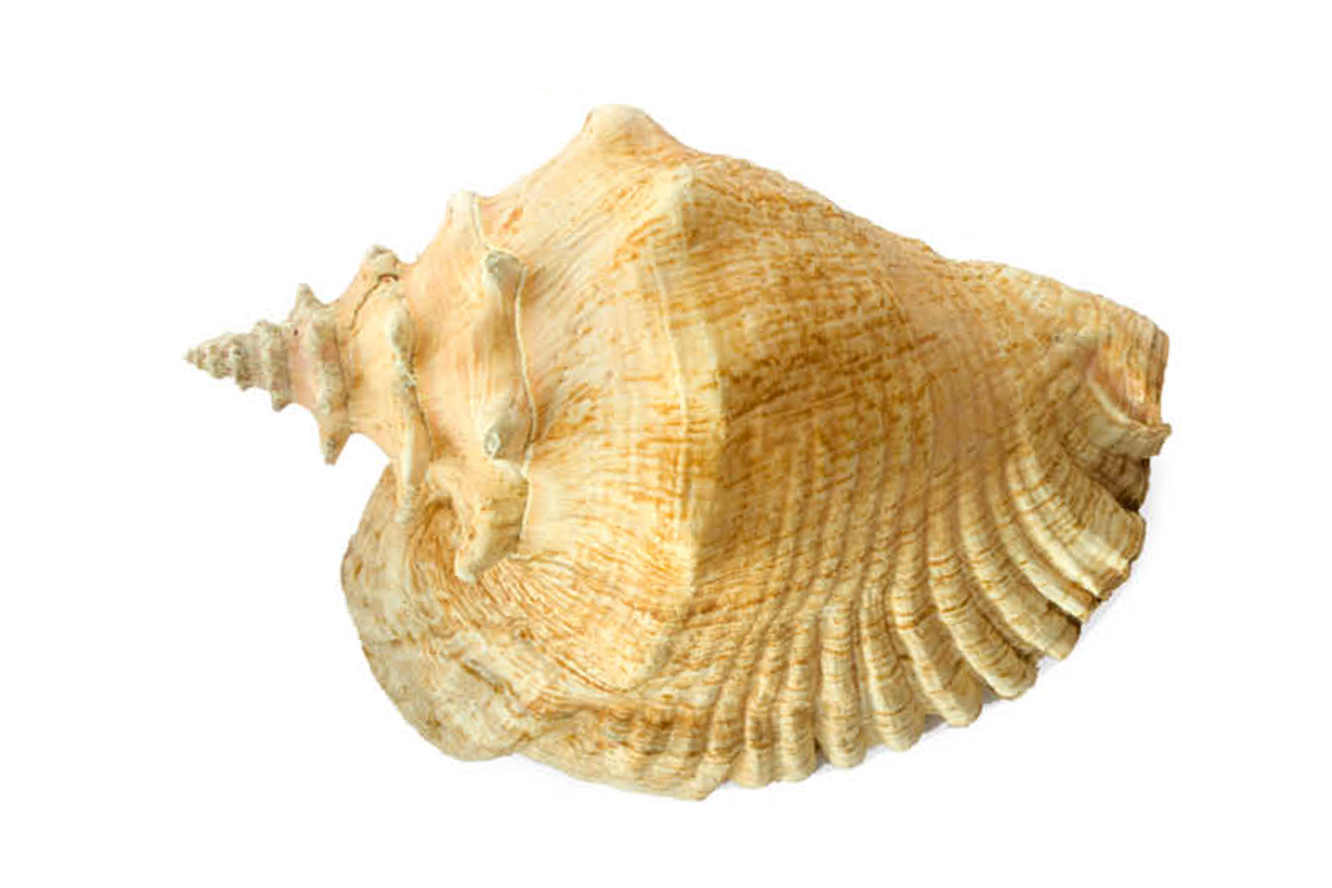 Queen Conch Barbados