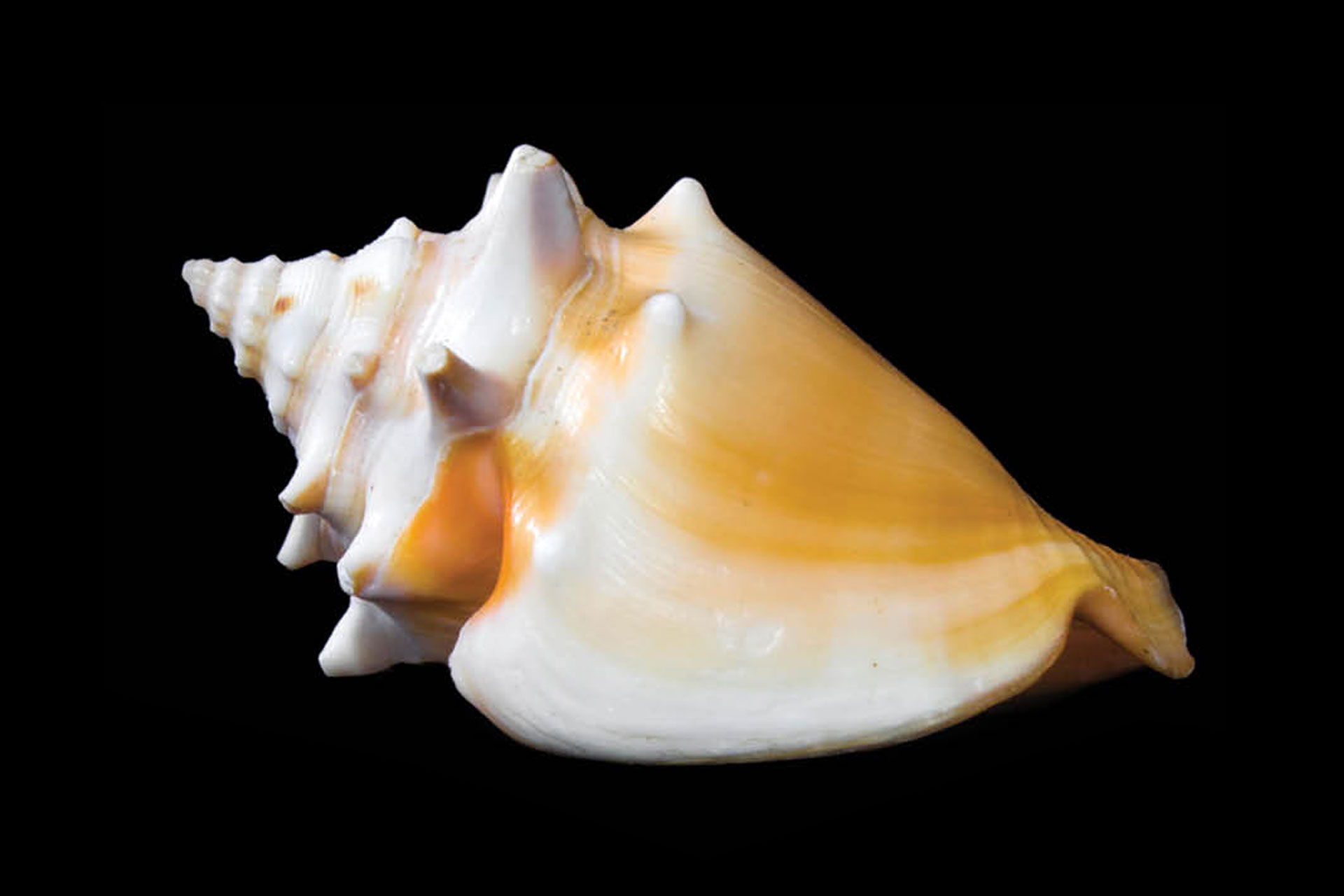 West Indian Fighting Conch Barbados