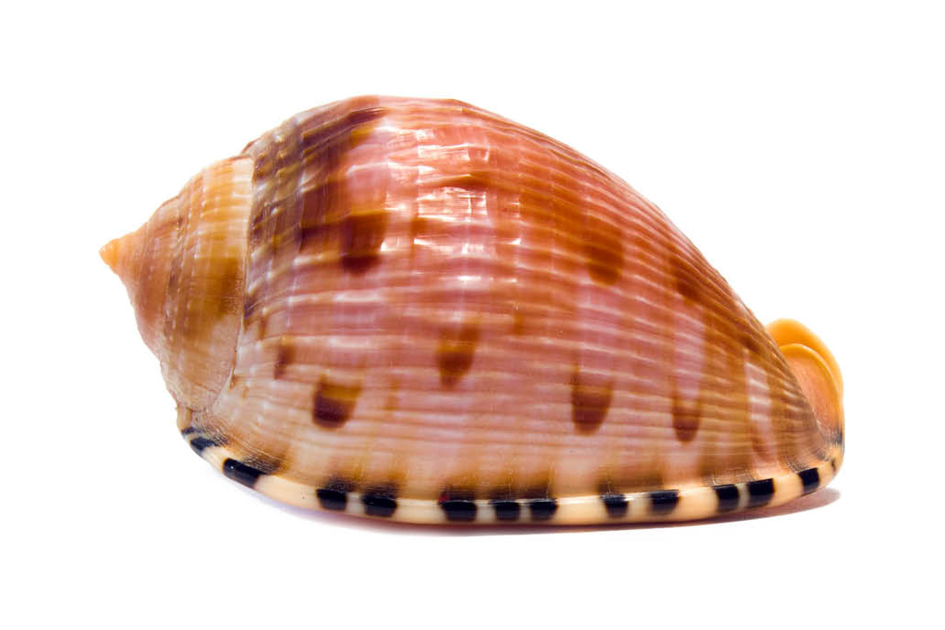 Reticulated Cowrie Helmet Barbados