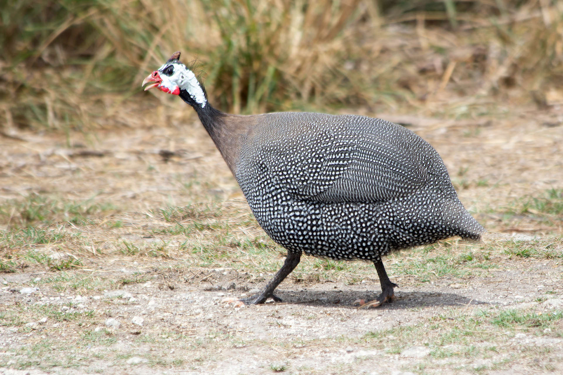 Helmeted Guineafowl Barbados