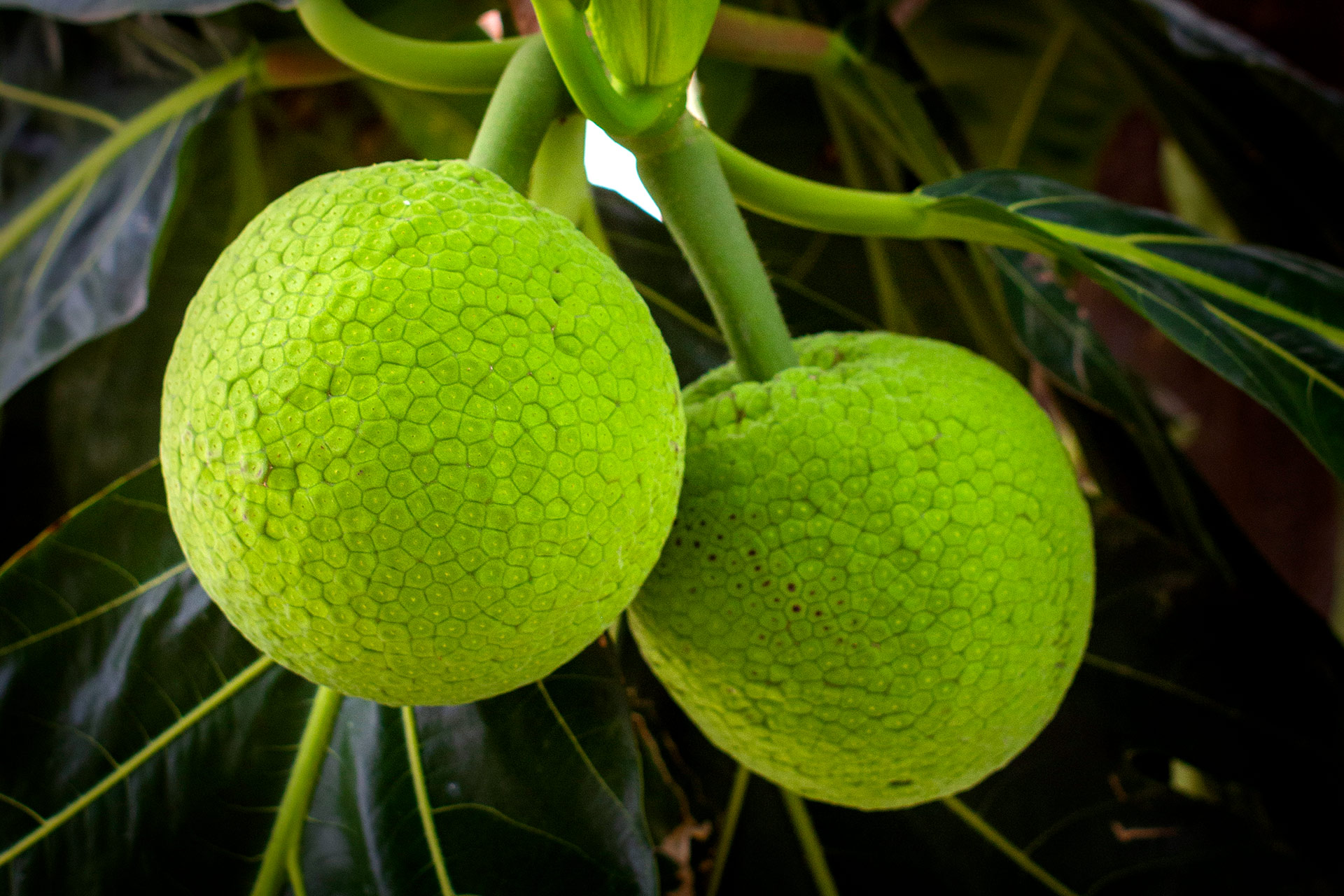 Breadfruit Barbados