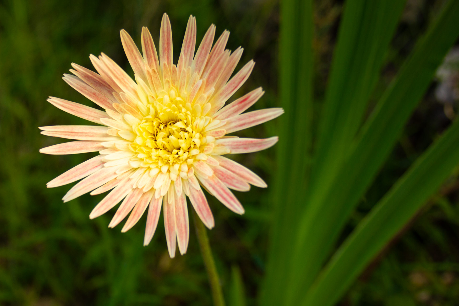 Barberton daisy Barbados