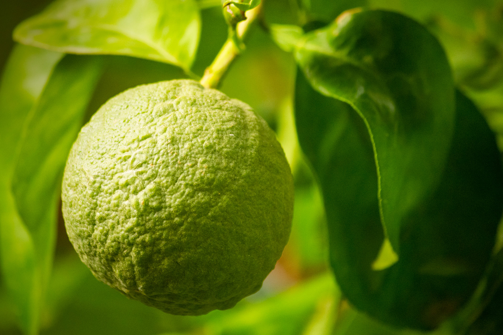 Kaffir Lime Barbados