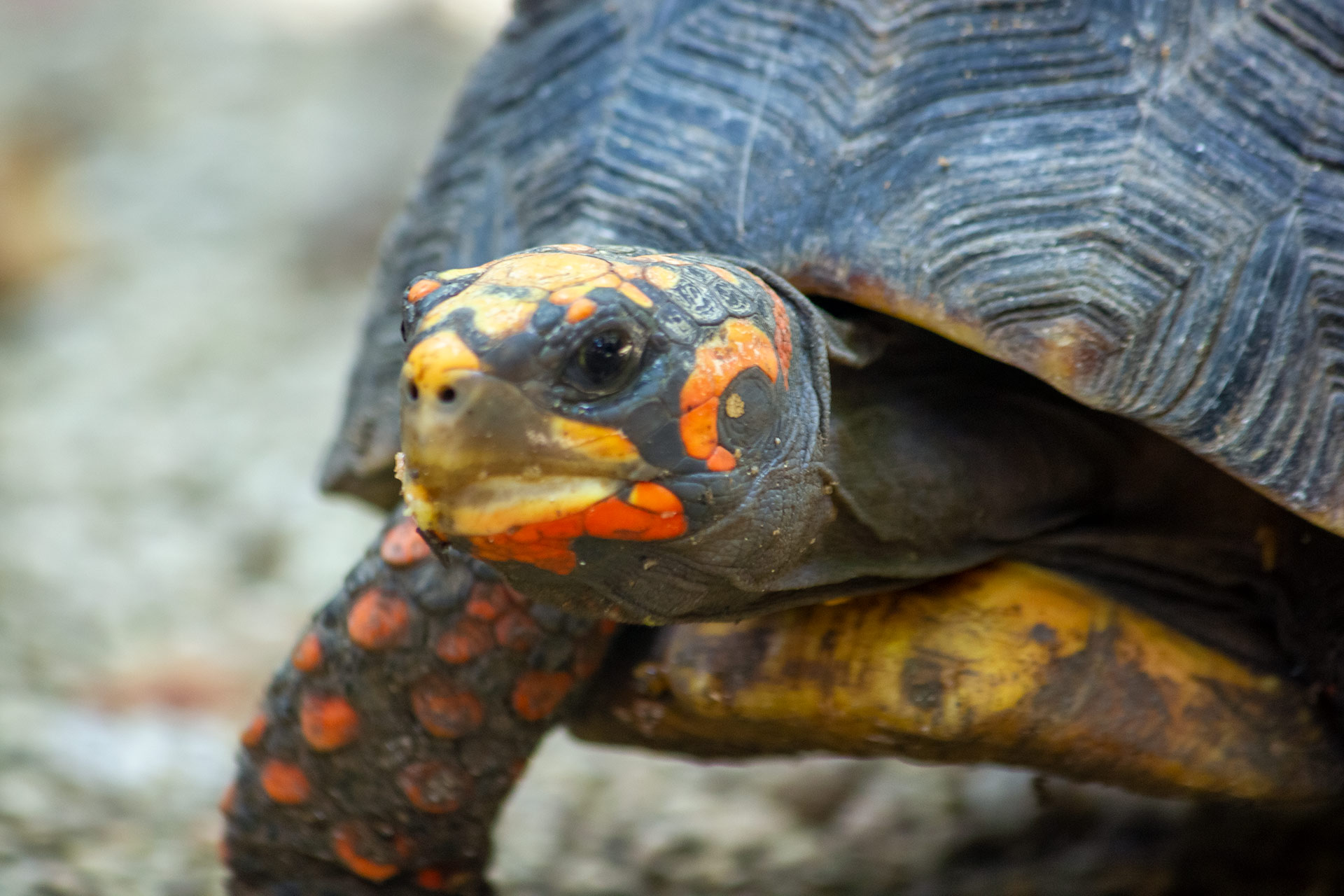 Red-FootedTortoise Barbados
