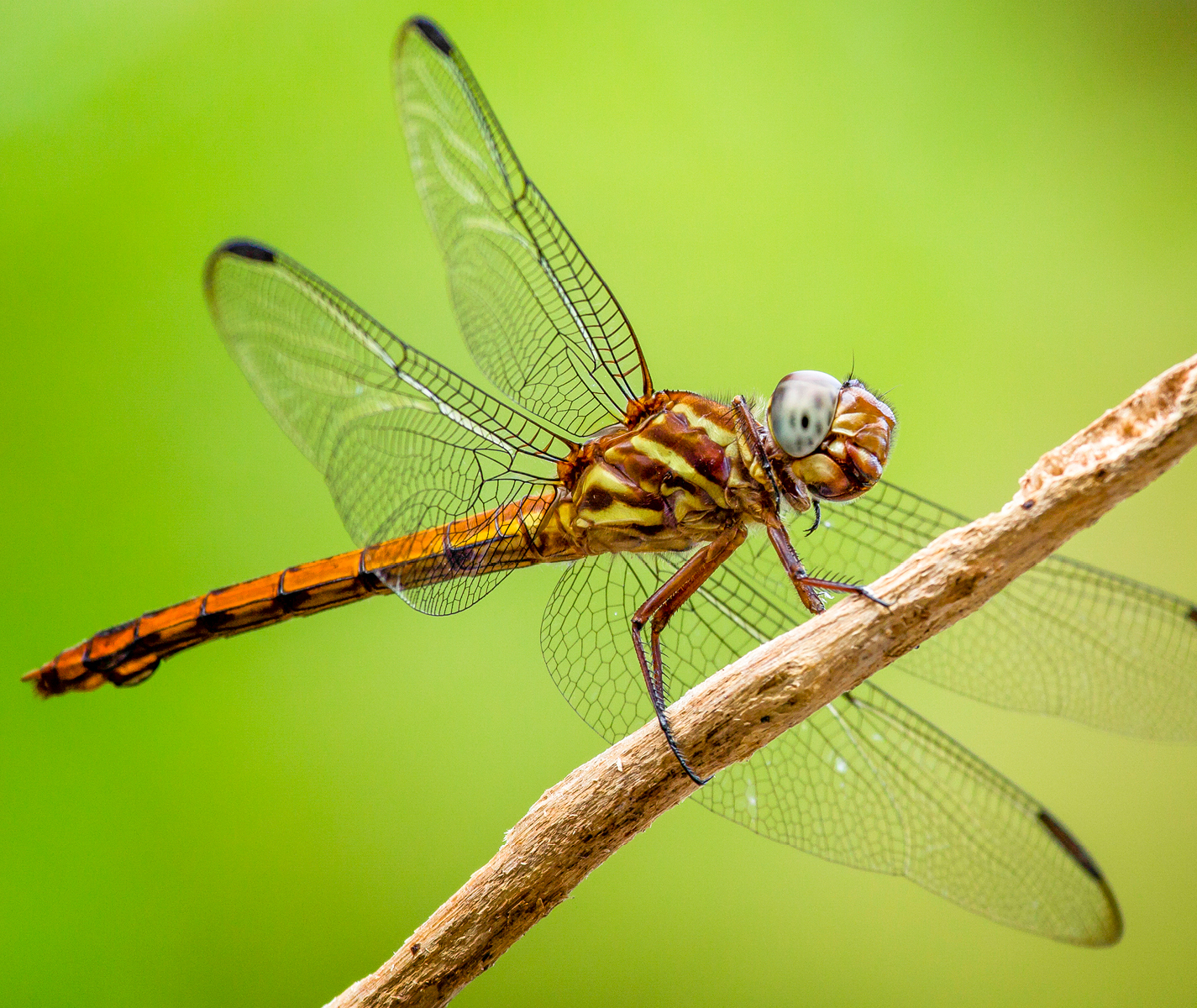 Red-Tailed Skimmer Dragonfly Barbados
