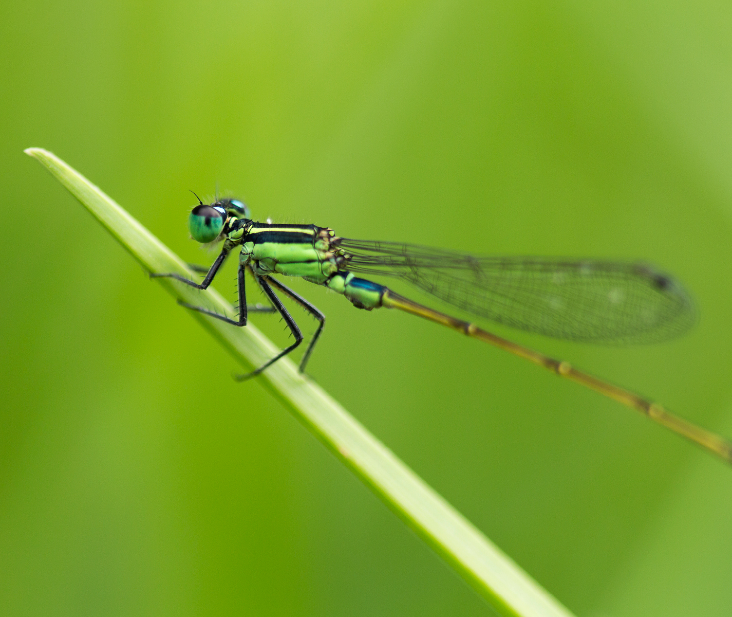 Eastern Forktail Damselfly Barbados