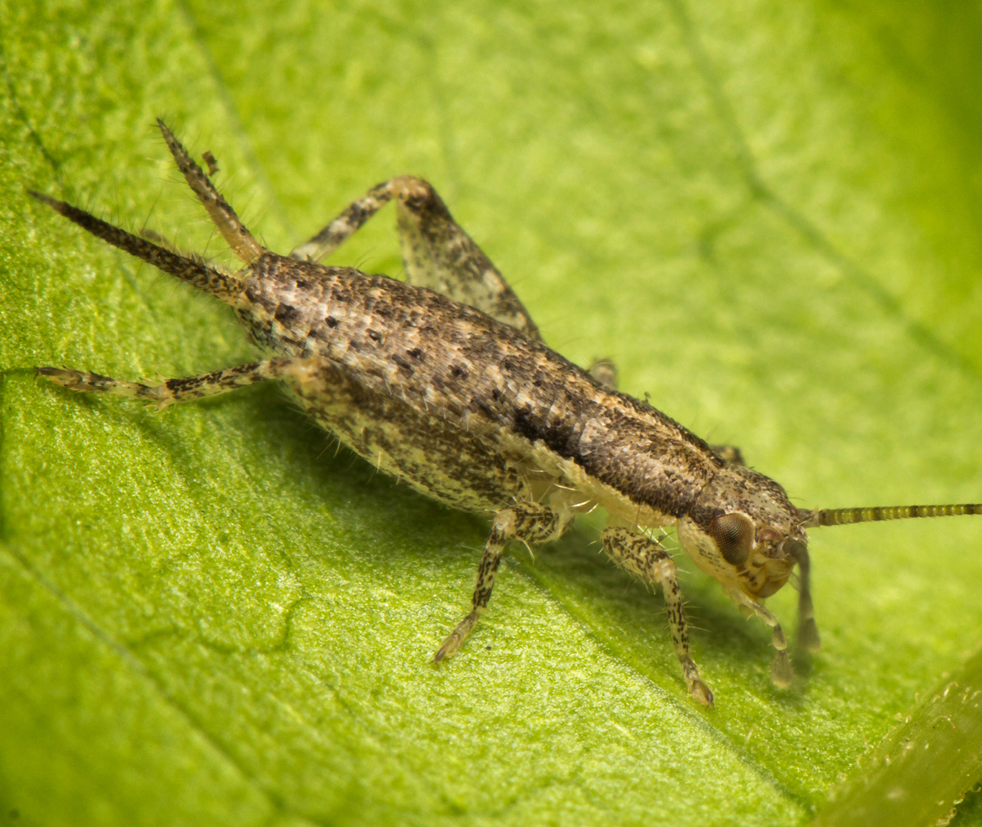 Scaly Cricket Barbados