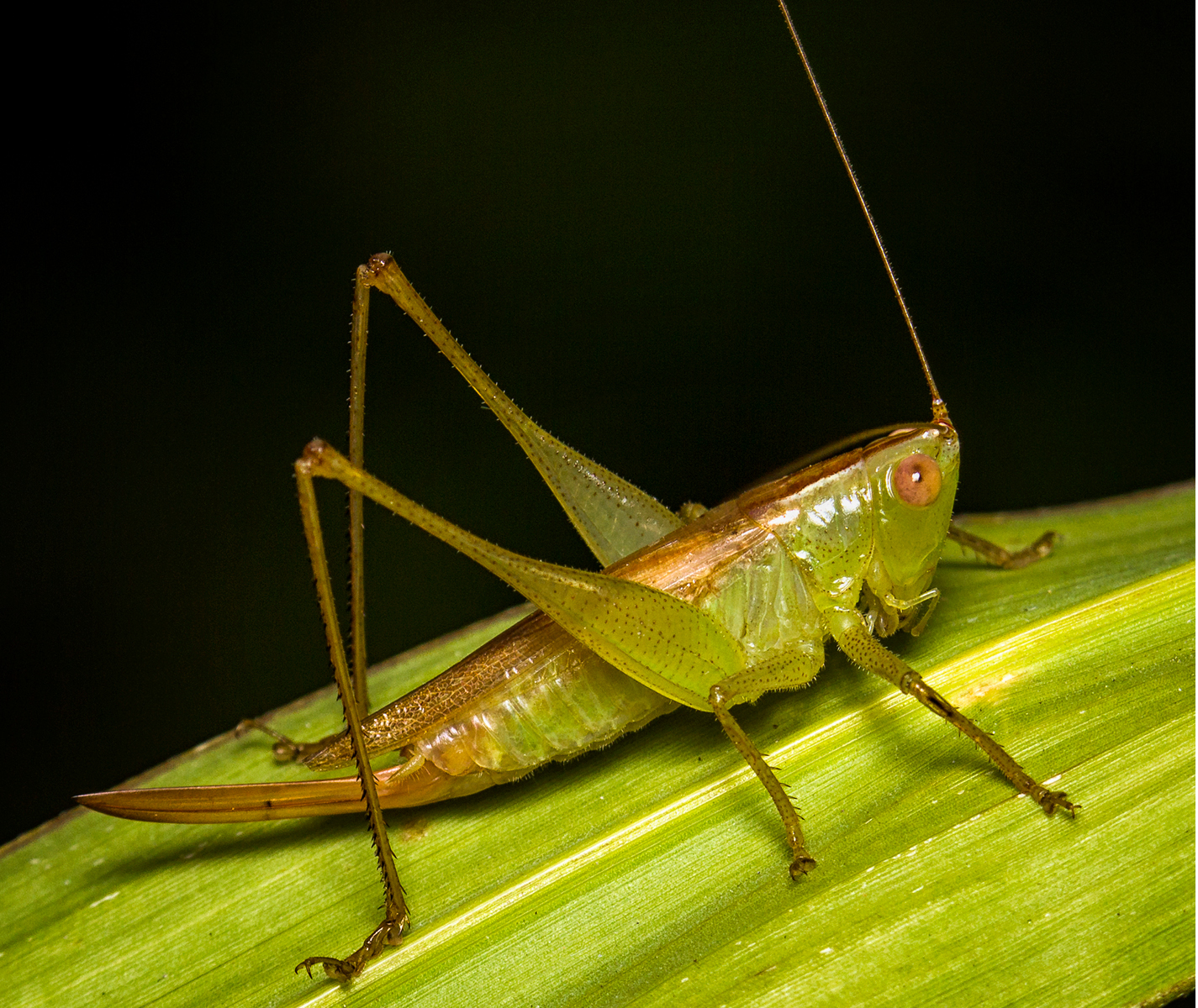 Katydid / Bush Cricket Barbados