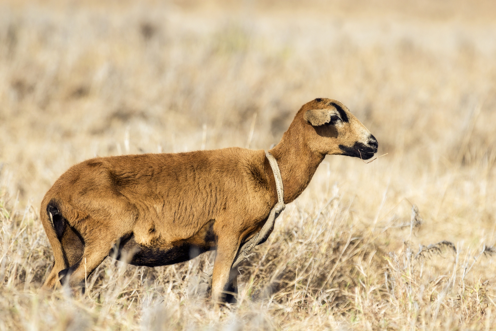 Black Belly Sheep Barbados