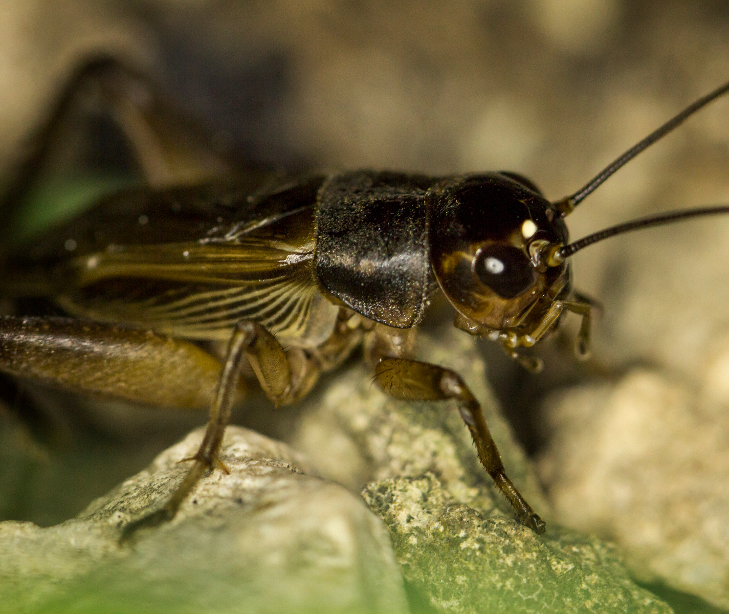 Ground crickets Barbados