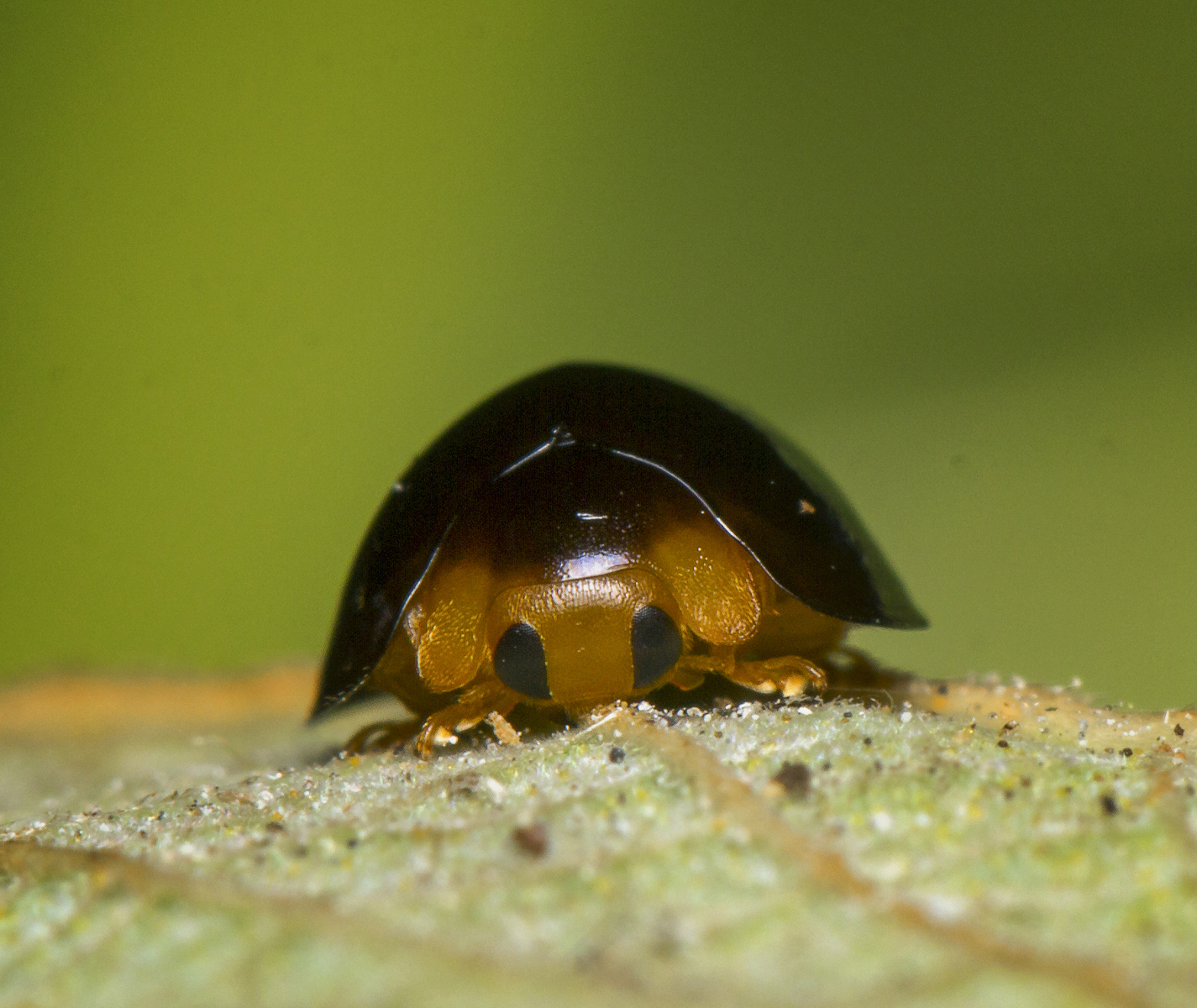 Black Ladybird Barbados