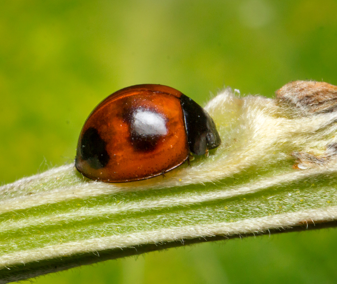 Brumoides Lady Beetle Barbados