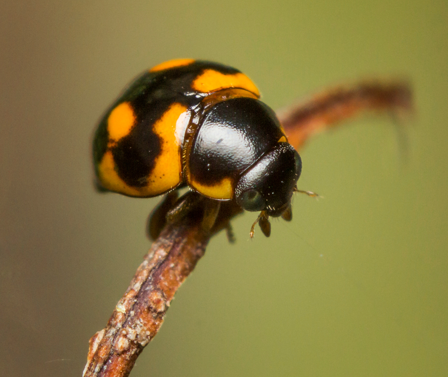 Orange Spotted Lady Beetle Barbados