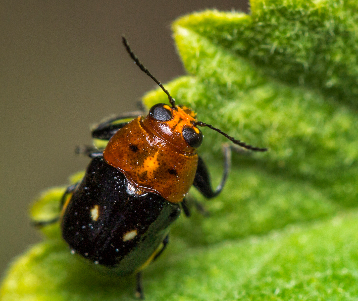 Leaf Beetles Barbados