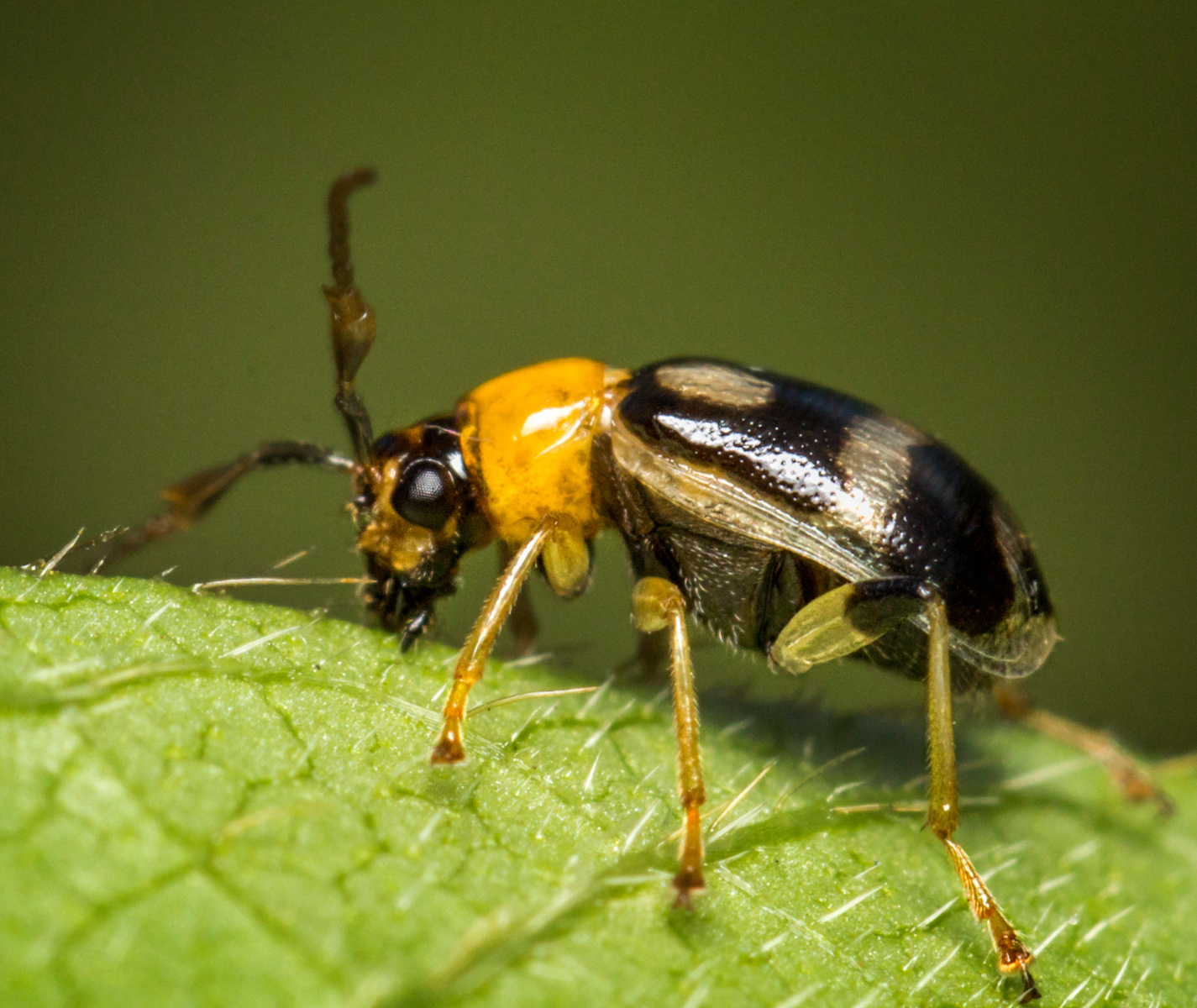 Bean Leaf Beetle Barbados