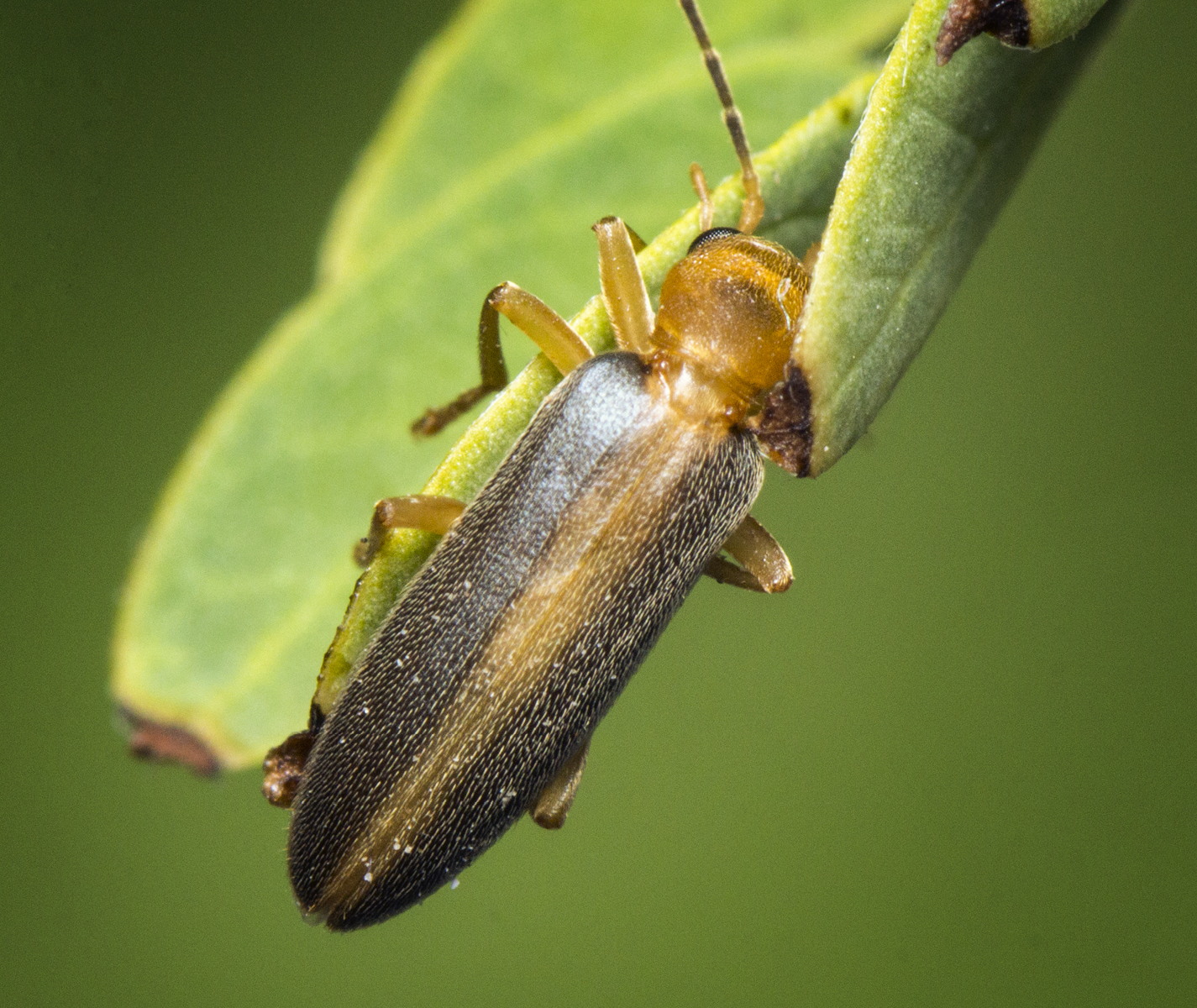 False Soldier Beetle Barbados