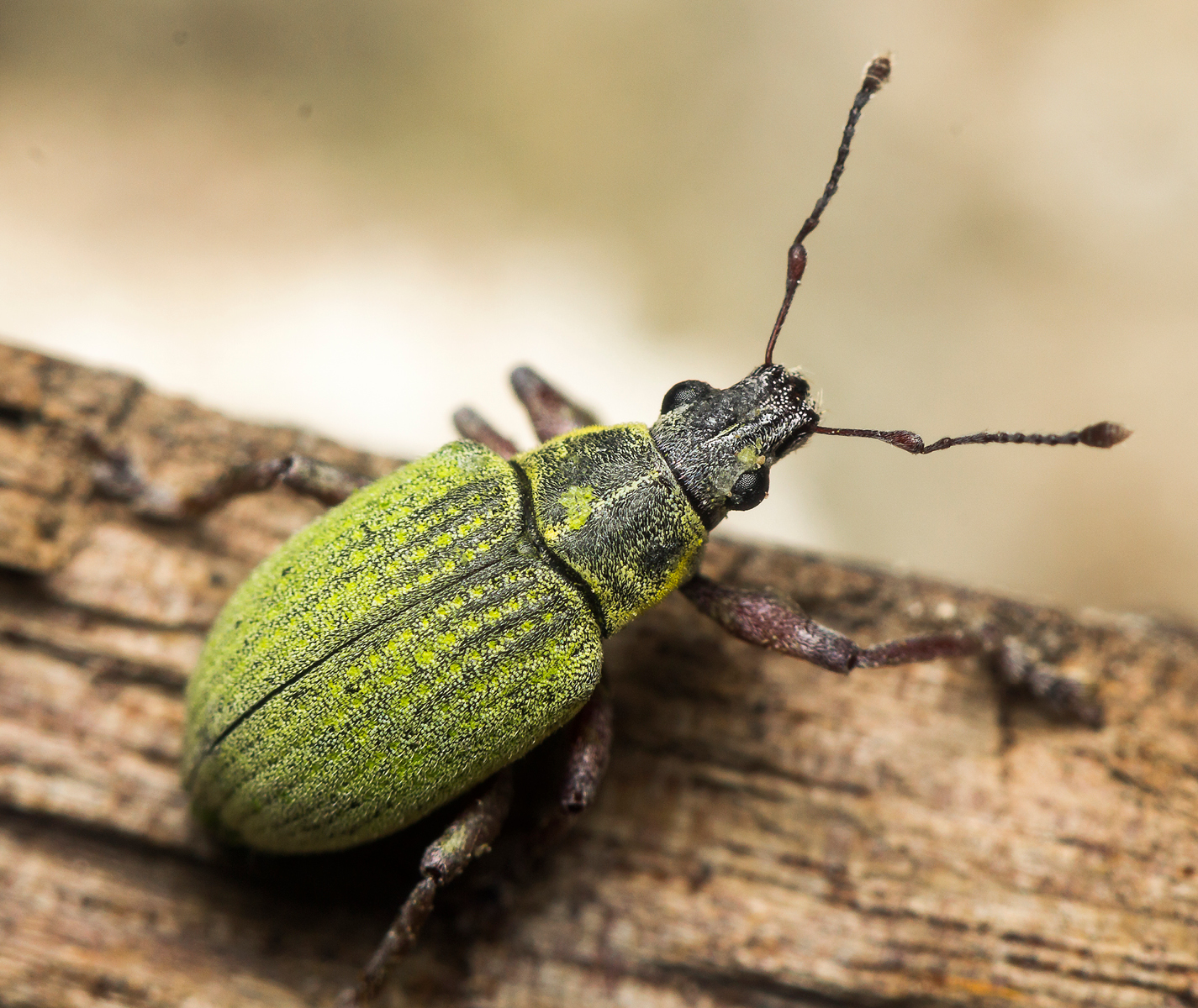 Green Broad-Nosed weevil Barbados