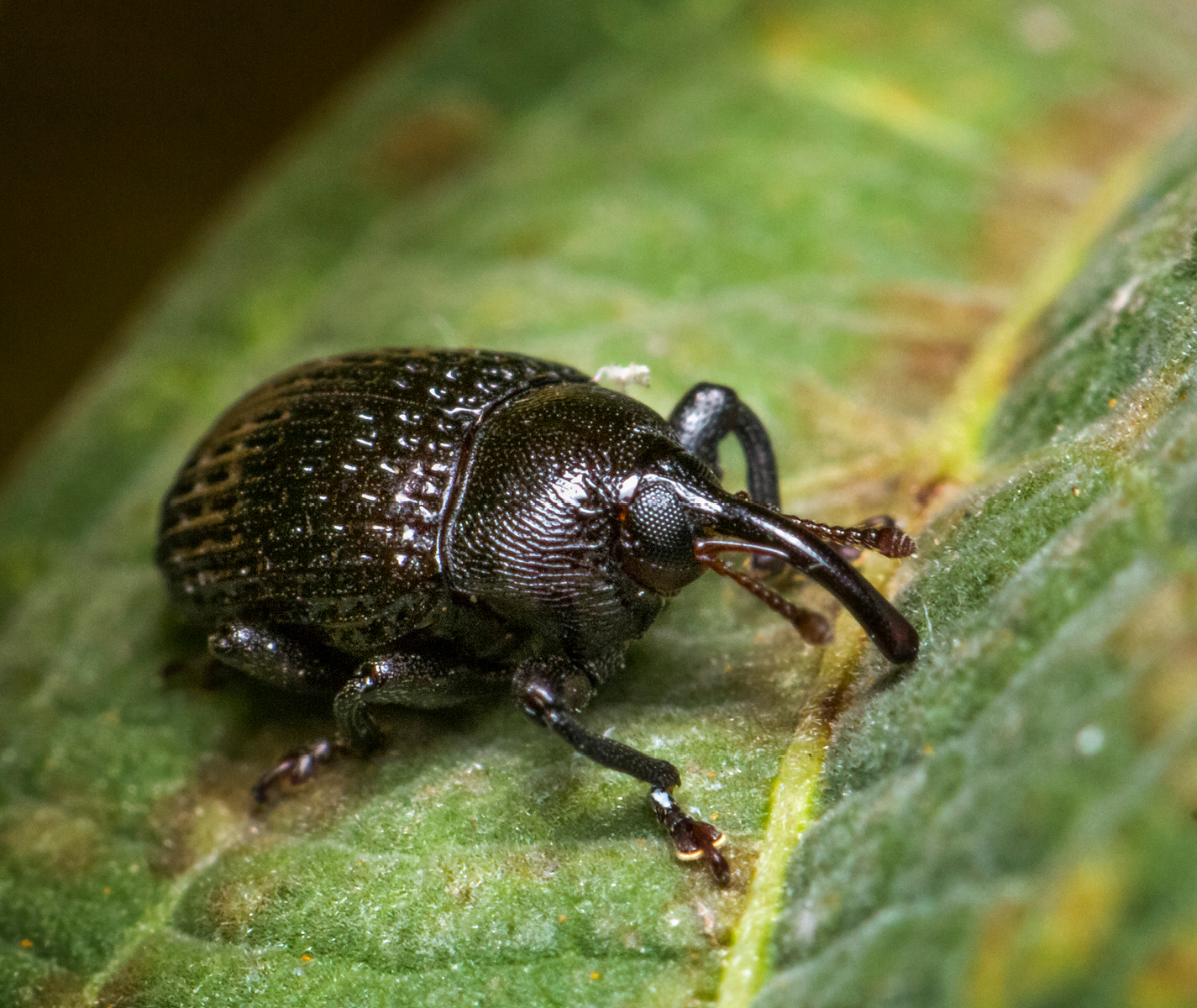 Milkweed Stem Weevil Barbados